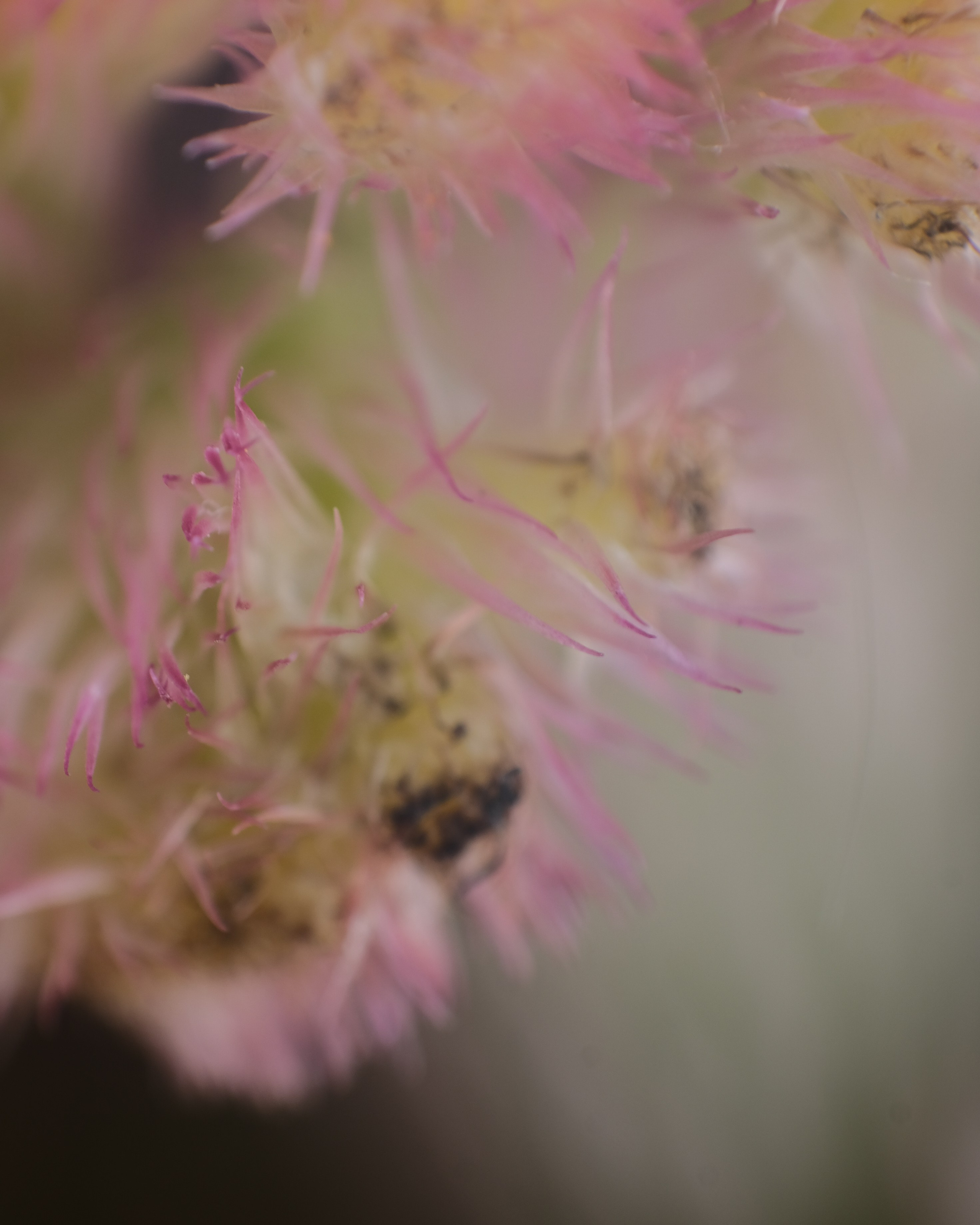 Творчество. Портретный и репортажный фотограф в Санкт-Петербурге Дарья Сибирякова