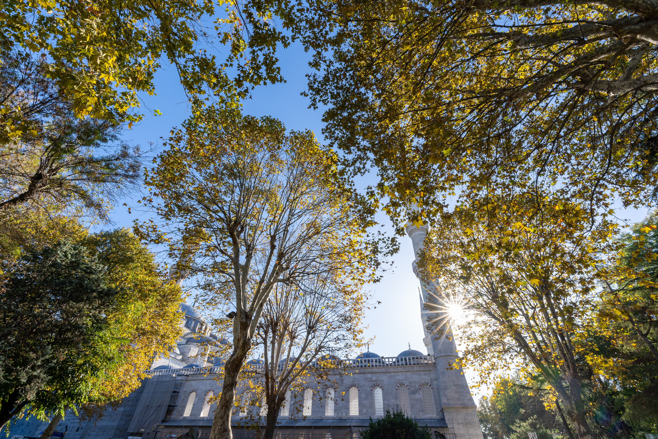 Вид на Голубую Мечеть в Стамбуле осенью через листву