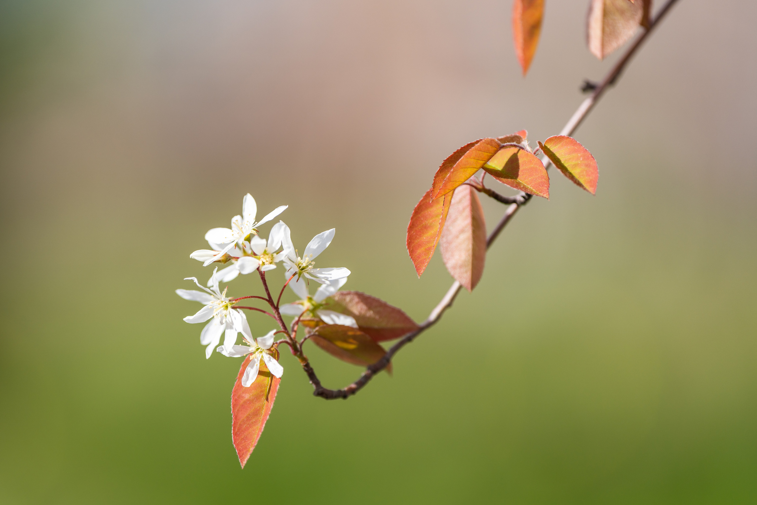 Распустившийся цветок на ветке