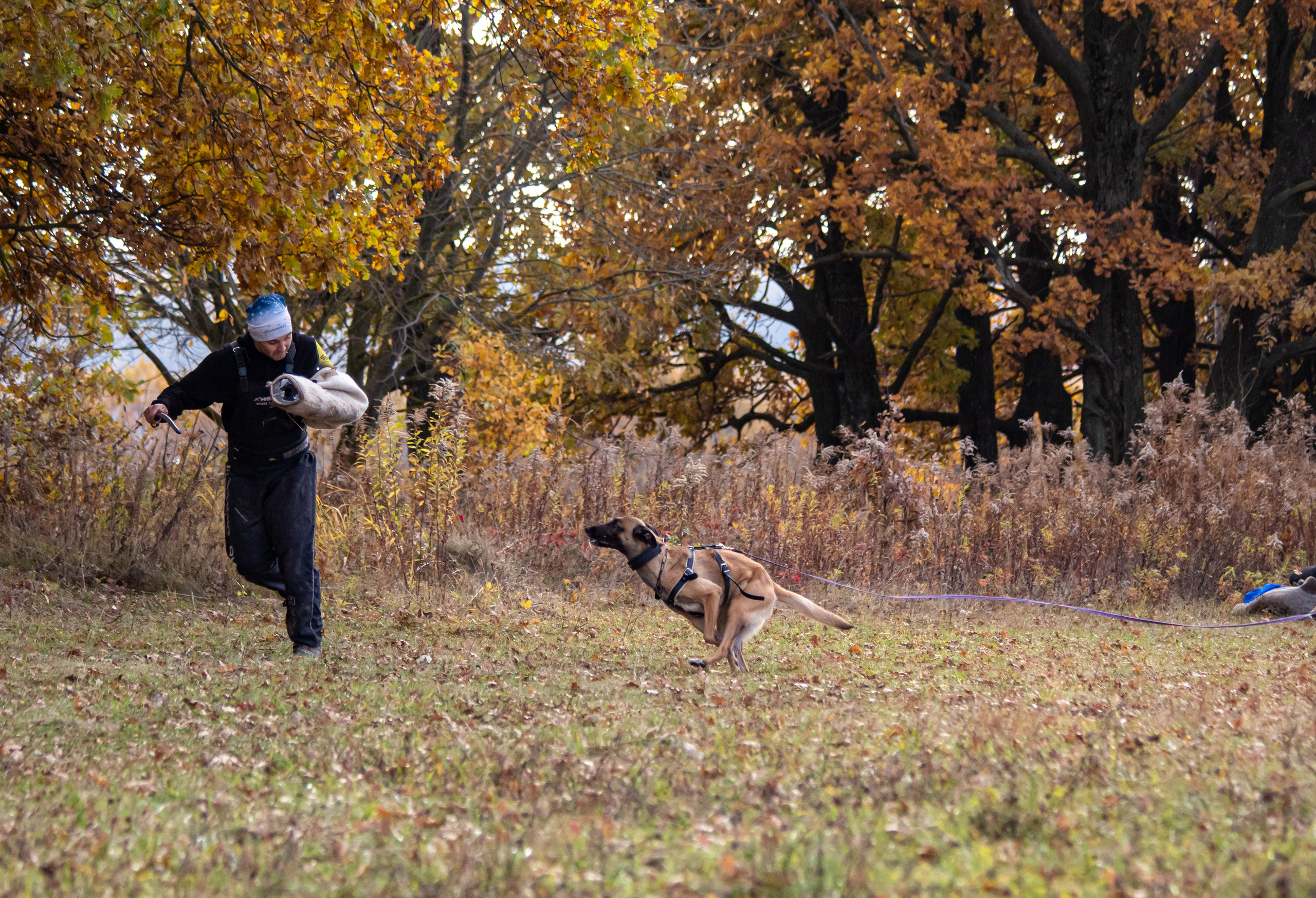 Тренинг защитного раздела. Фотограф анималист — Тула, Москва