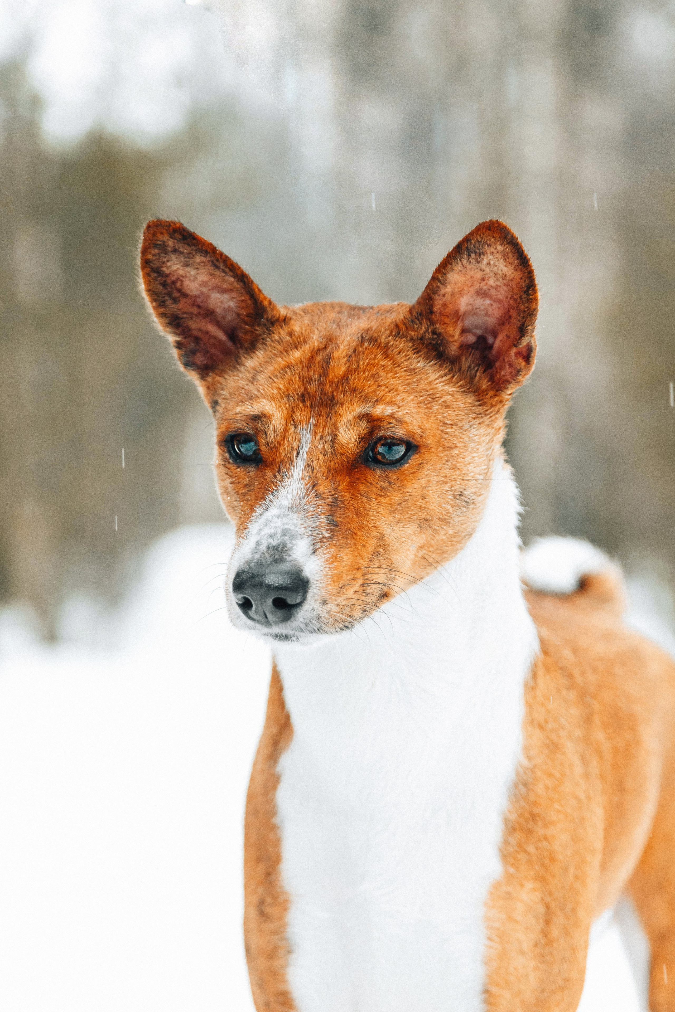 Басенджи Мэнни. Htykk_photo