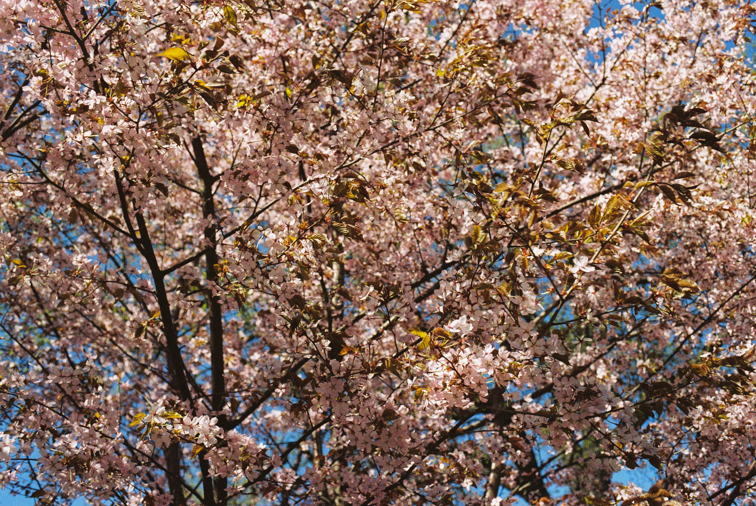 Плёночная весна 2025. Илья Михачёв Фотограф ПРО людей