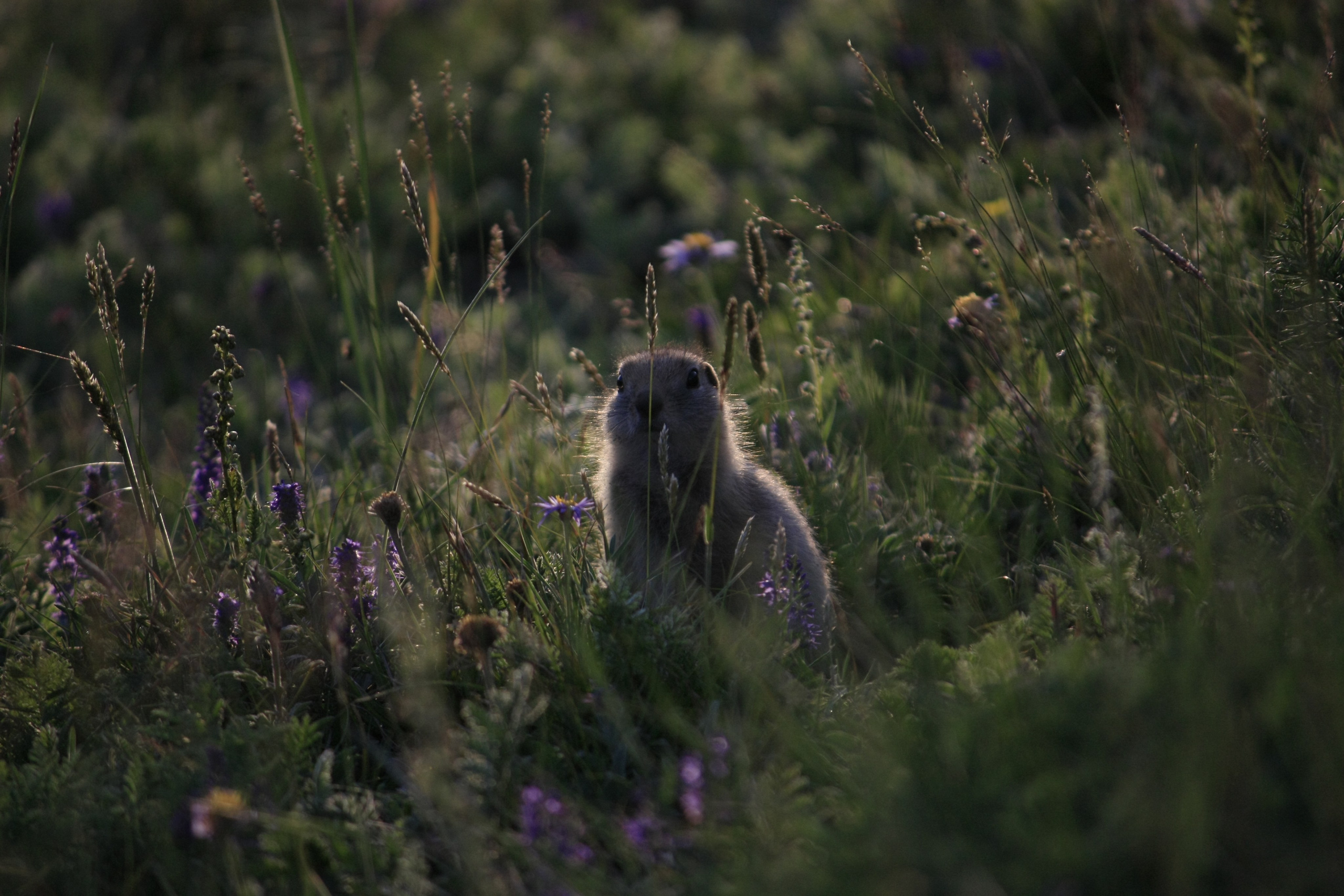 Тыва. ZAGLADIN Bureau
