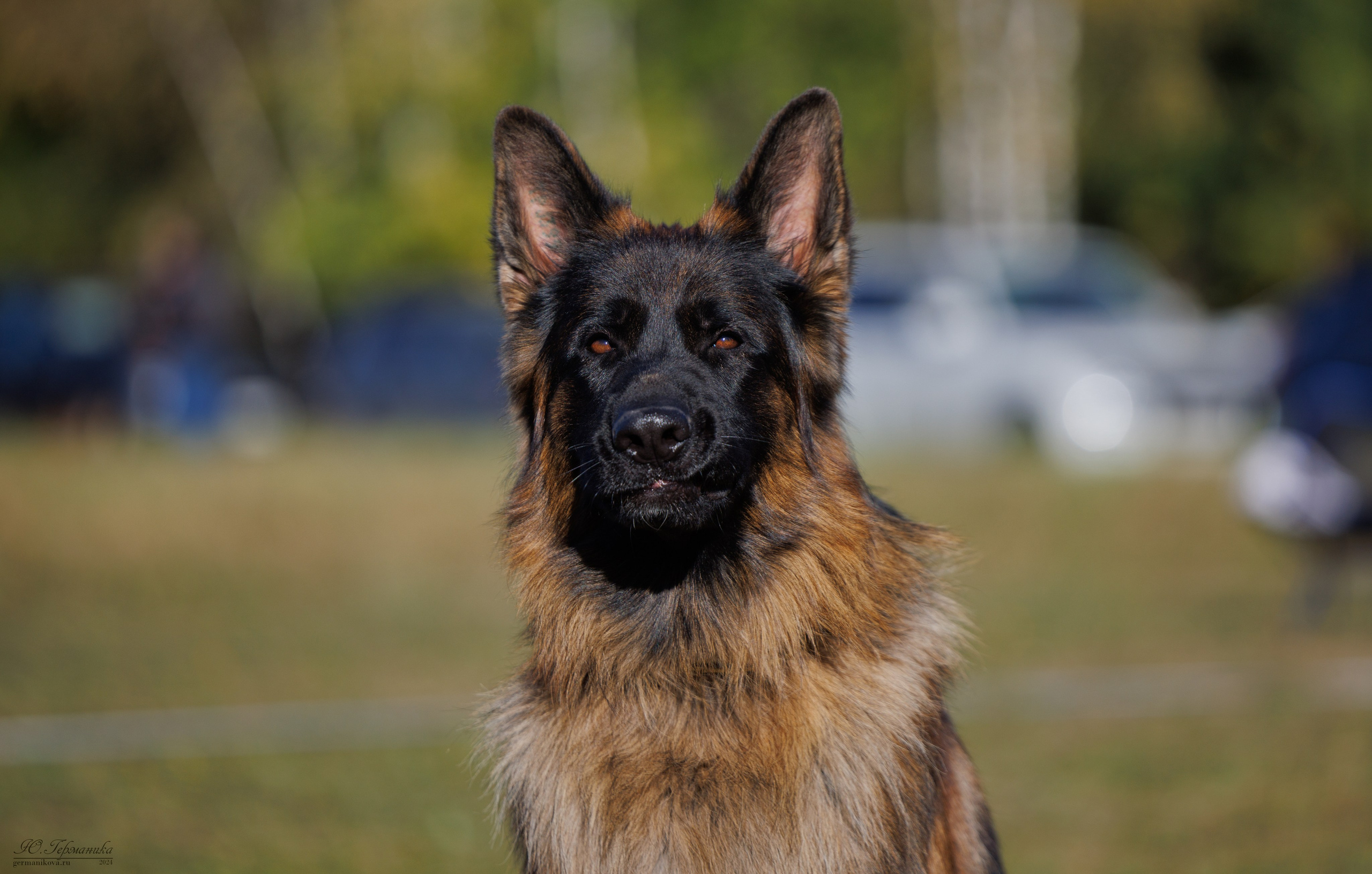 Тверь немецкие овчарки 22.09.2024. Фотограф-анималист Юлия Германика