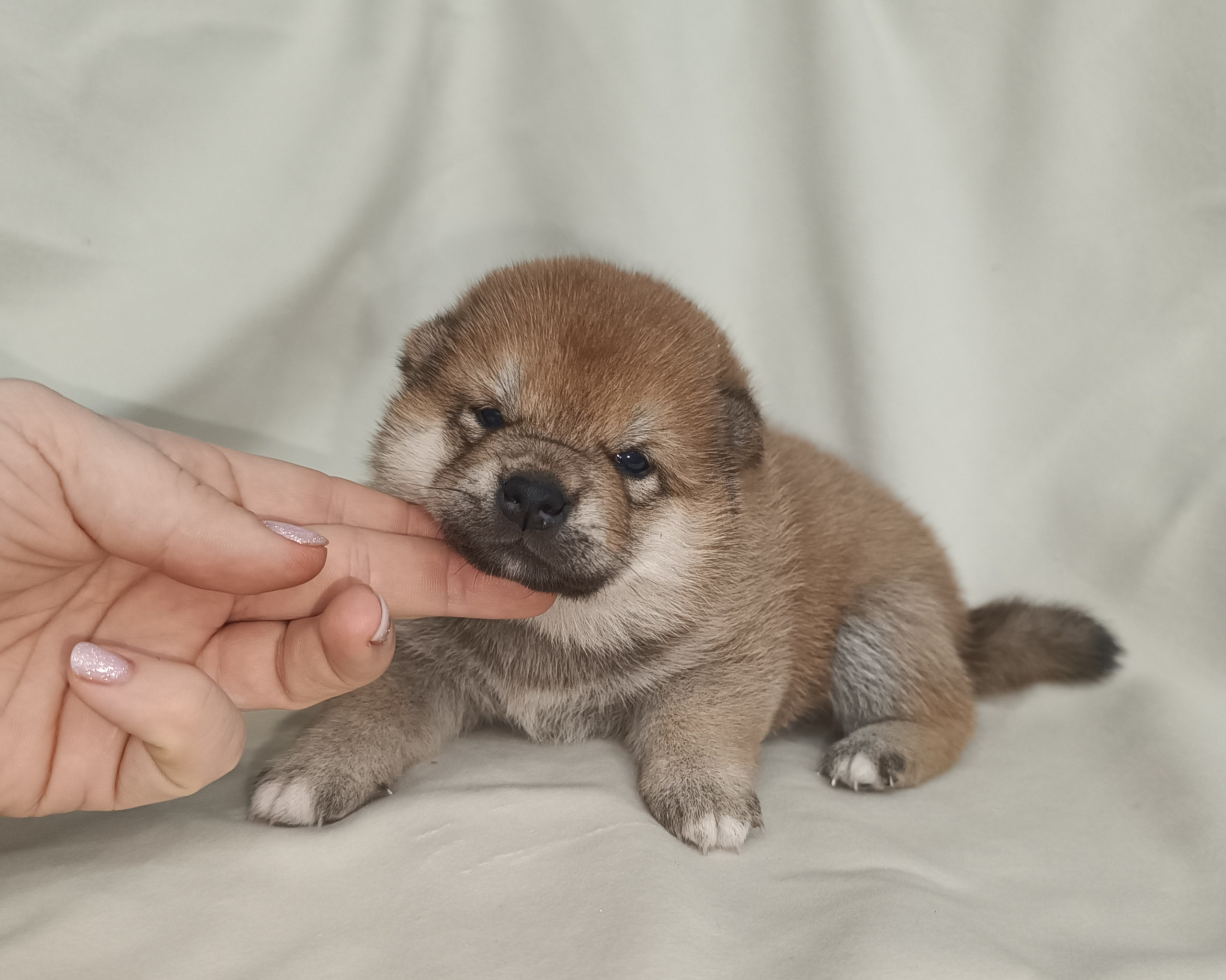 сиба питомник Рубилайт щенки на продажу rubylight  сиба щенки купить СПб Санкт-Петербург 