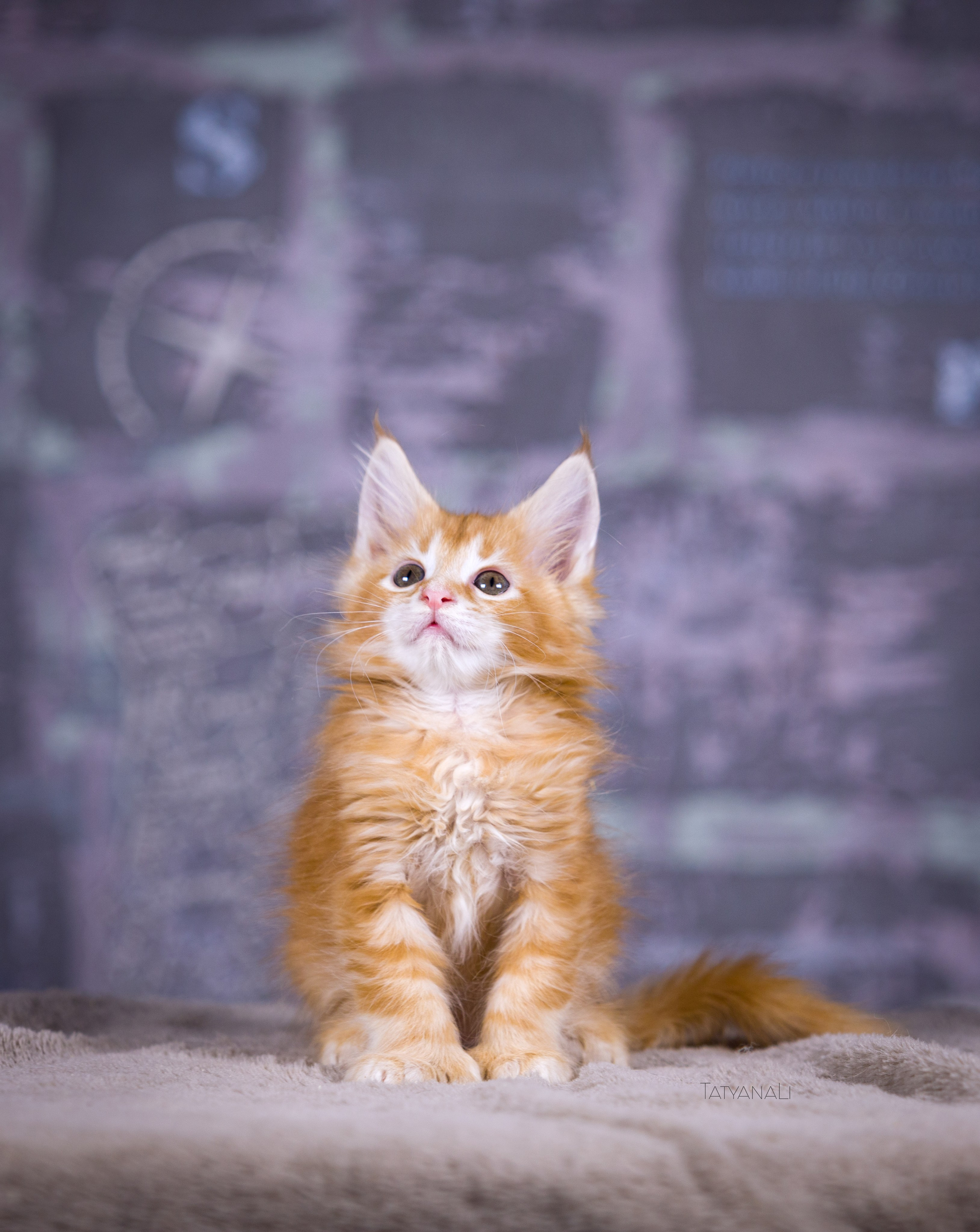 Котята. Фотограф — анималист Татьяна Ли