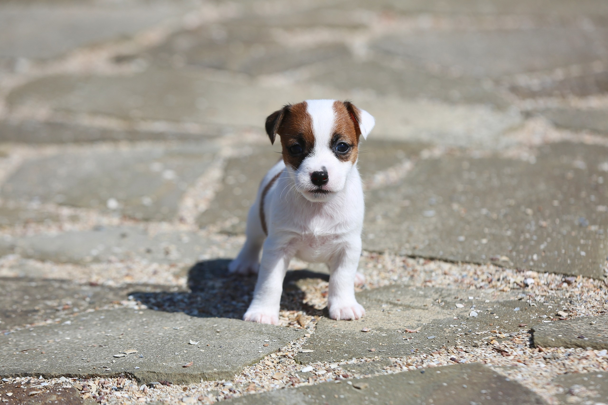 Общий альбом. Lovely-Orange питомник джек рассел терьеров