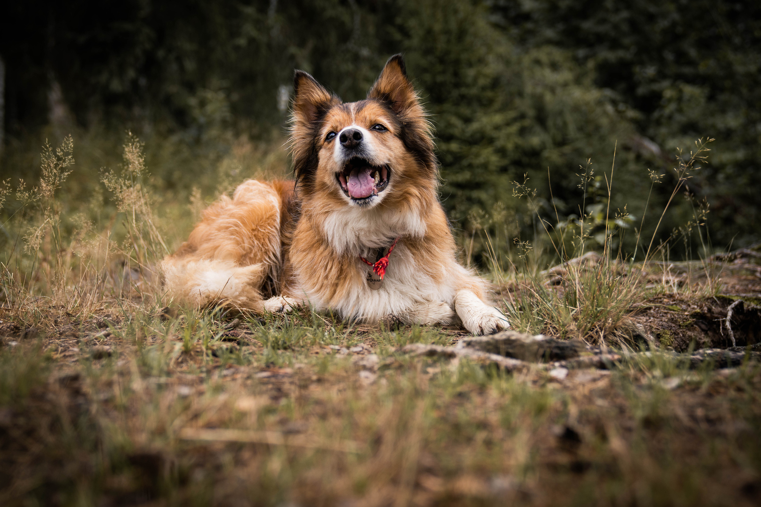 Екатерина и Варвара (собаки Ведьма и Лэд). Семейный фотограф Ефремова Виктория