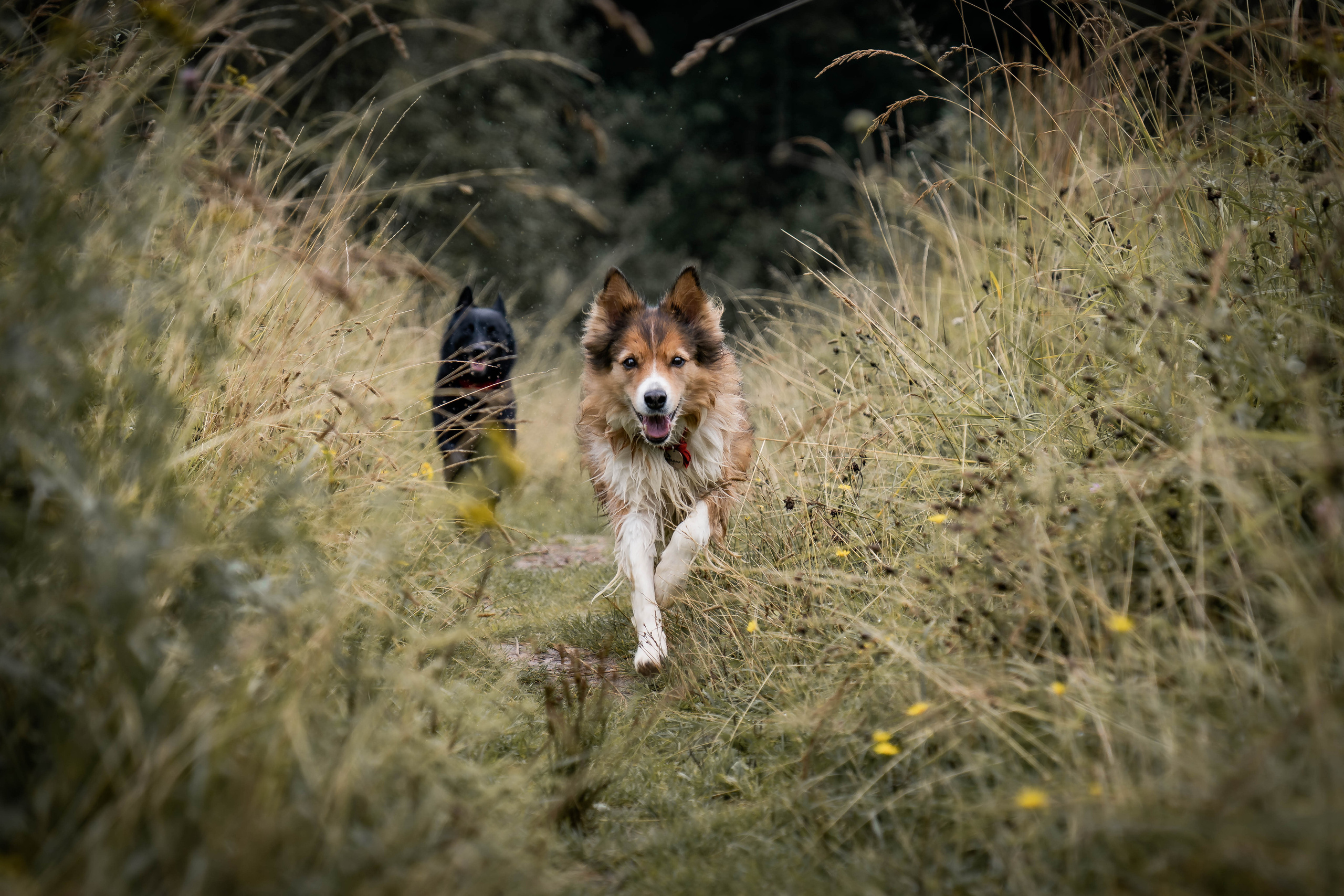 Екатерина и Варвара (собаки Ведьма и Лэд). Семейный фотограф Ефремова Виктория