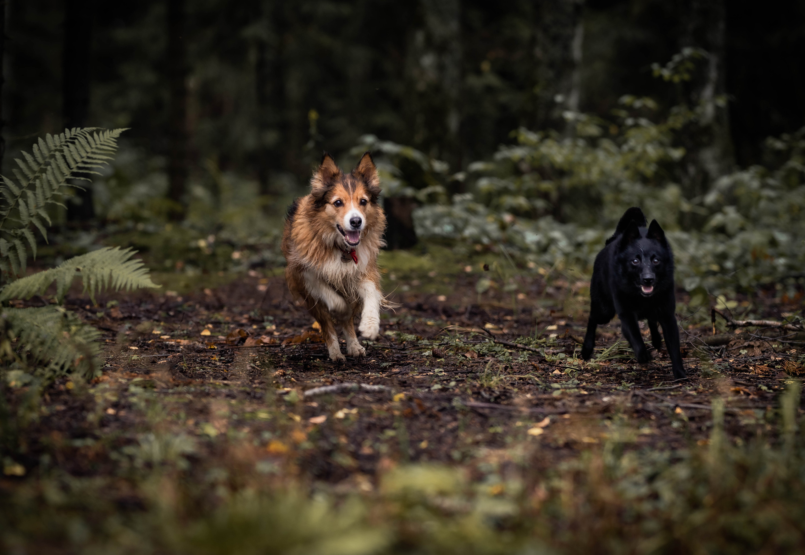 Екатерина и Варвара (собаки Ведьма и Лэд). Семейный фотограф Ефремова Виктория