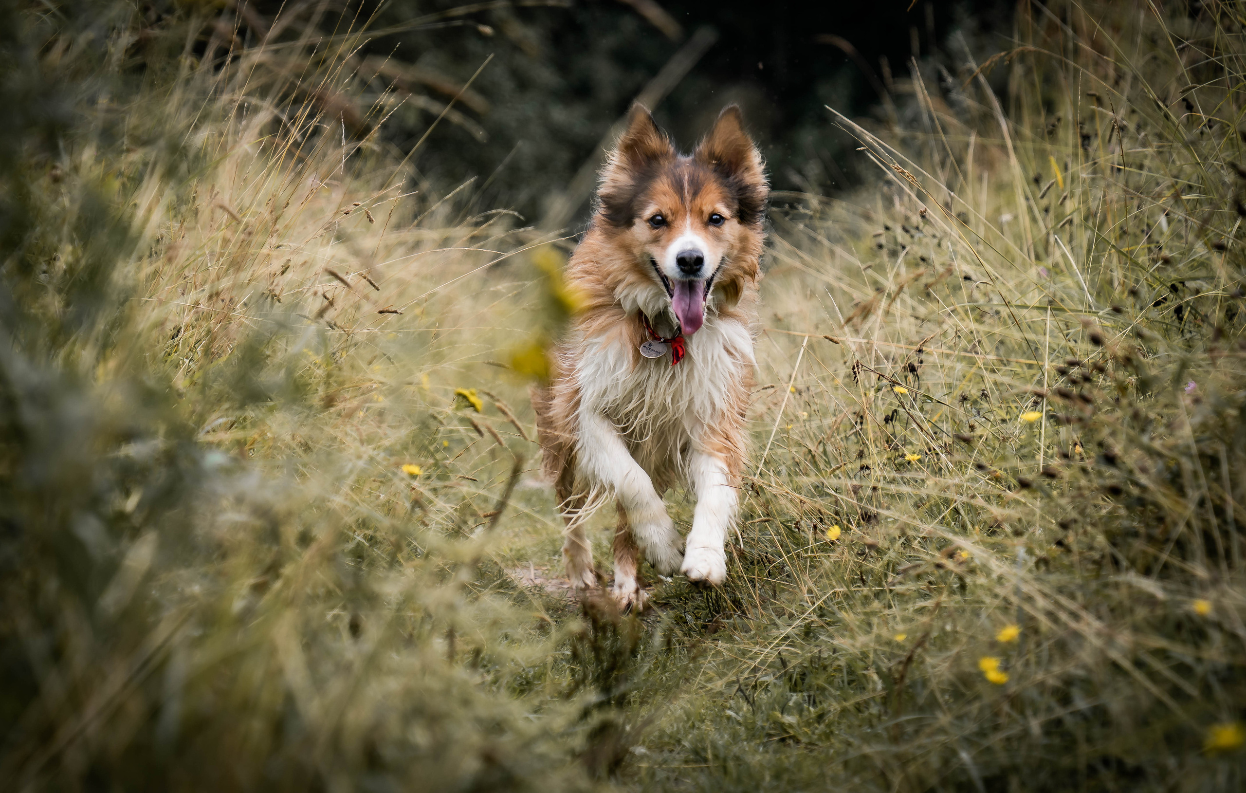 Екатерина и Варвара (собаки Ведьма и Лэд). Семейный фотограф Ефремова Виктория