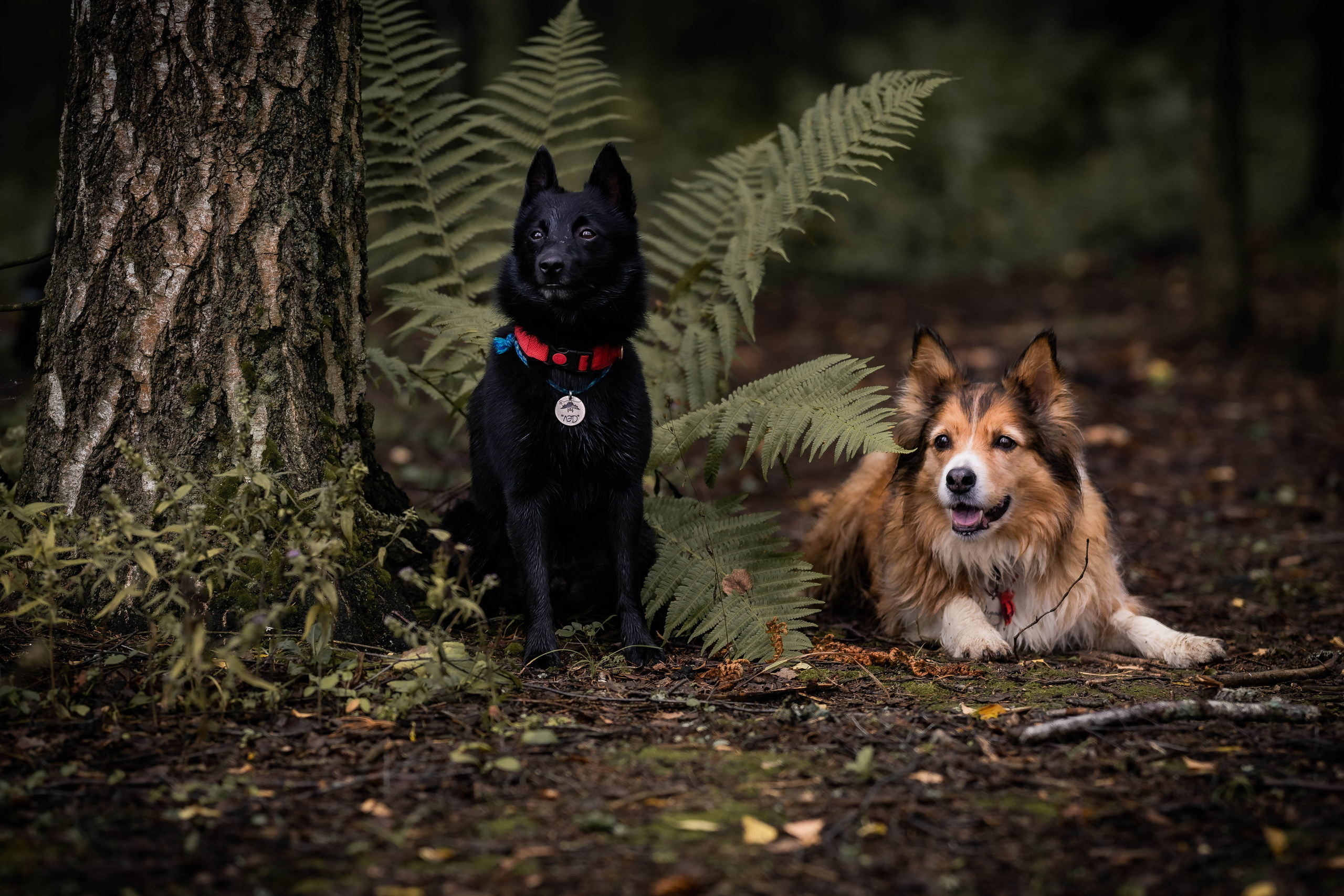 Екатерина и Варвара (собаки Ведьма и Лэд). Семейный фотограф Ефремова Виктория
