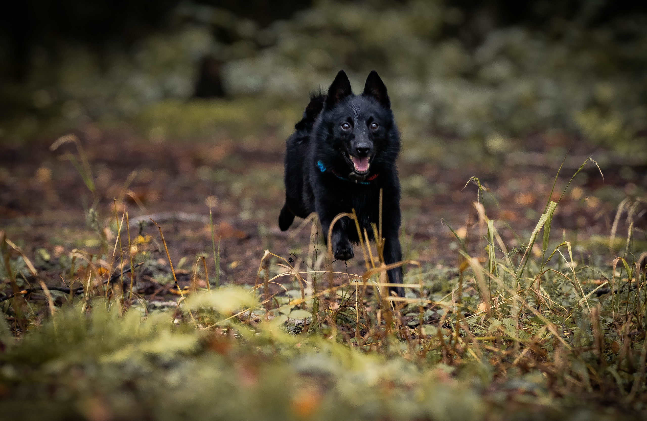 Екатерина и Варвара (собаки Ведьма и Лэд). Семейный фотограф Ефремова Виктория