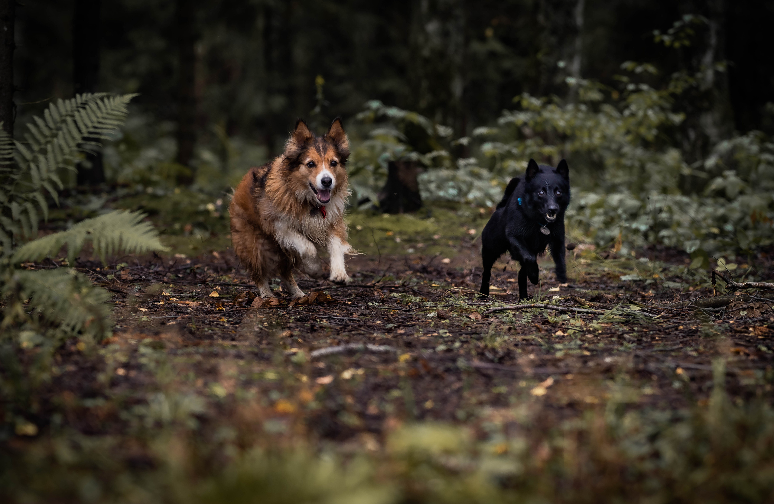 Екатерина и Варвара (собаки Ведьма и Лэд). Семейный фотограф Ефремова Виктория