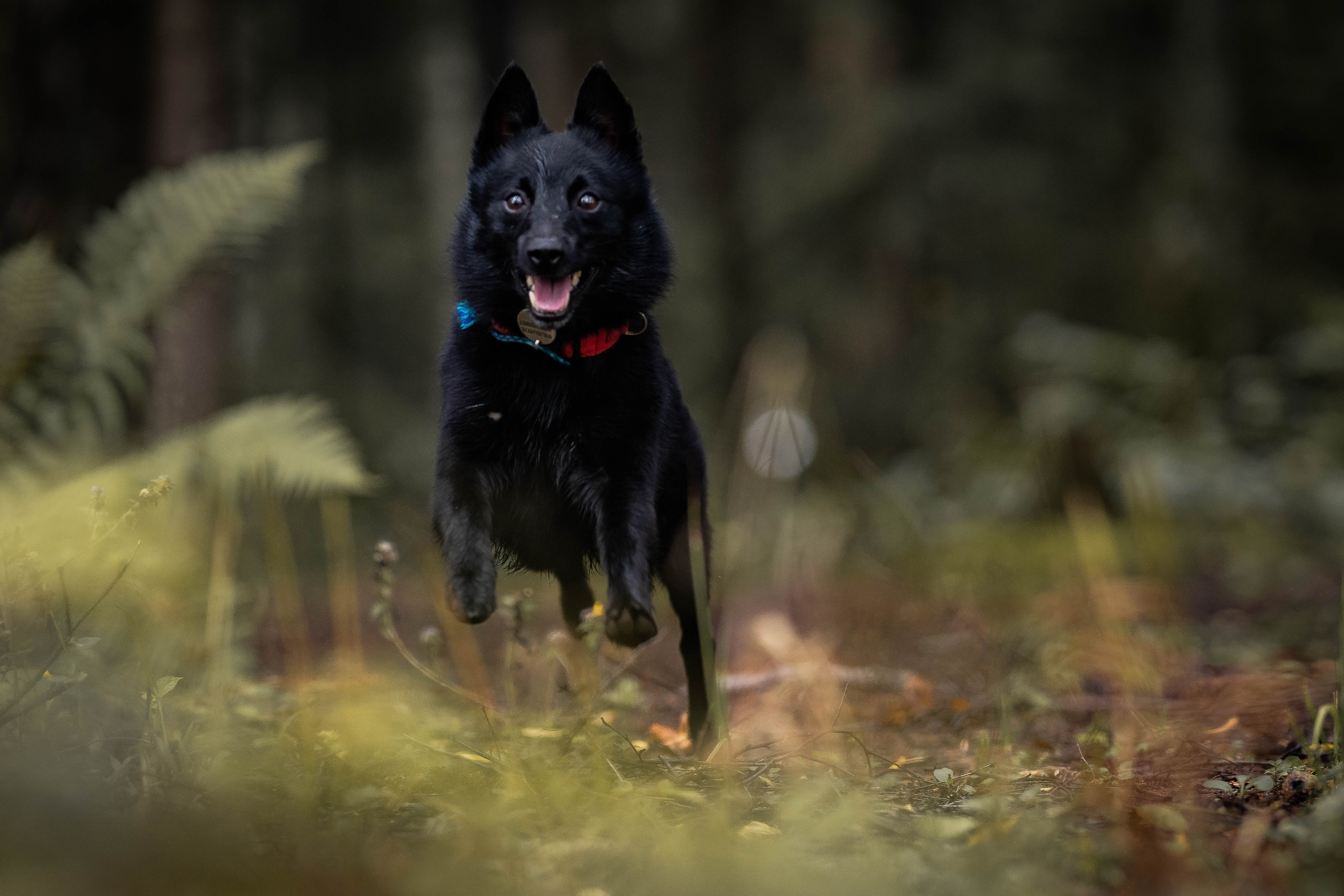 Екатерина и Варвара (собаки Ведьма и Лэд). Семейный фотограф Ефремова Виктория