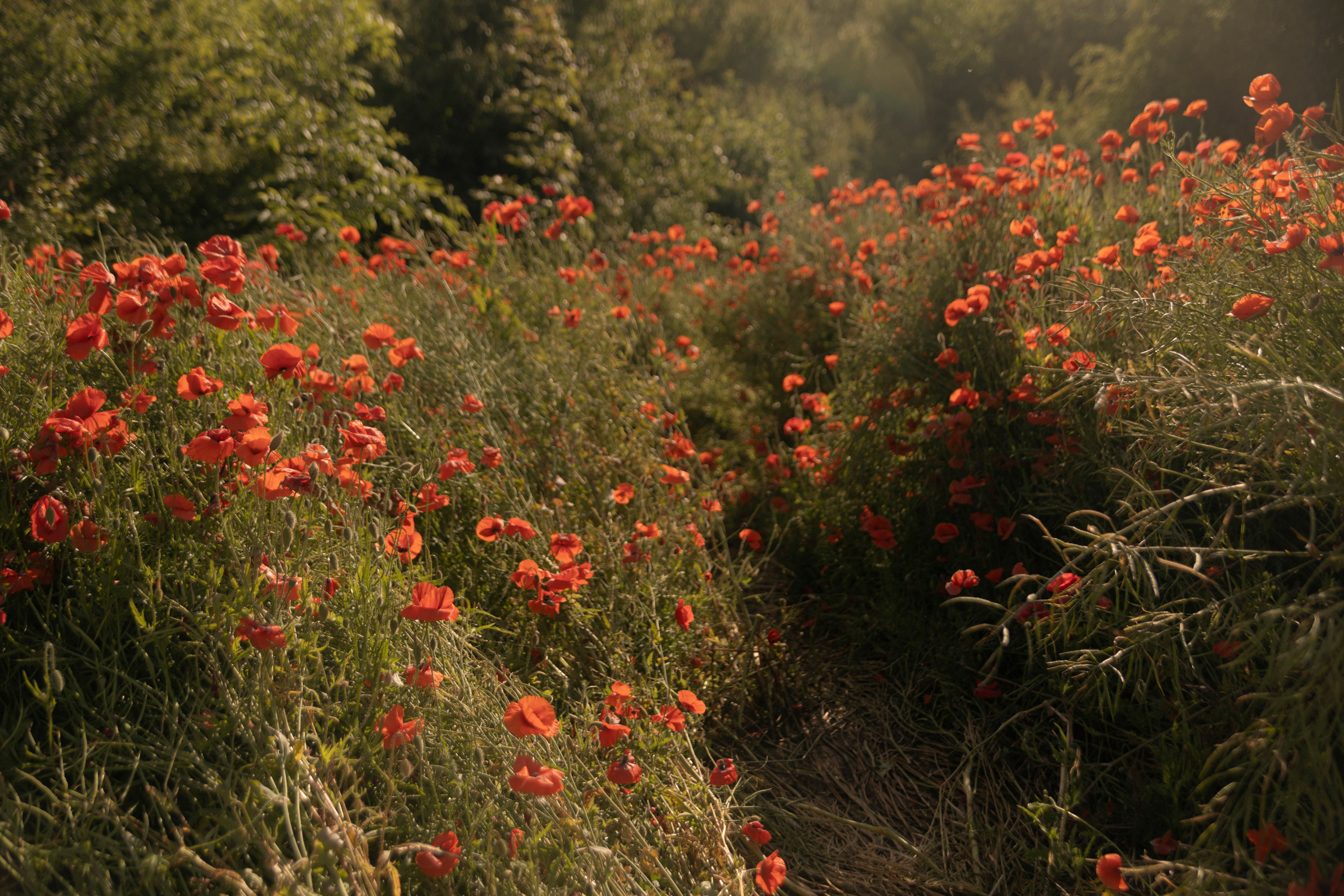 В Маках. Портретный фотограф в Калининграде Алеся Раух