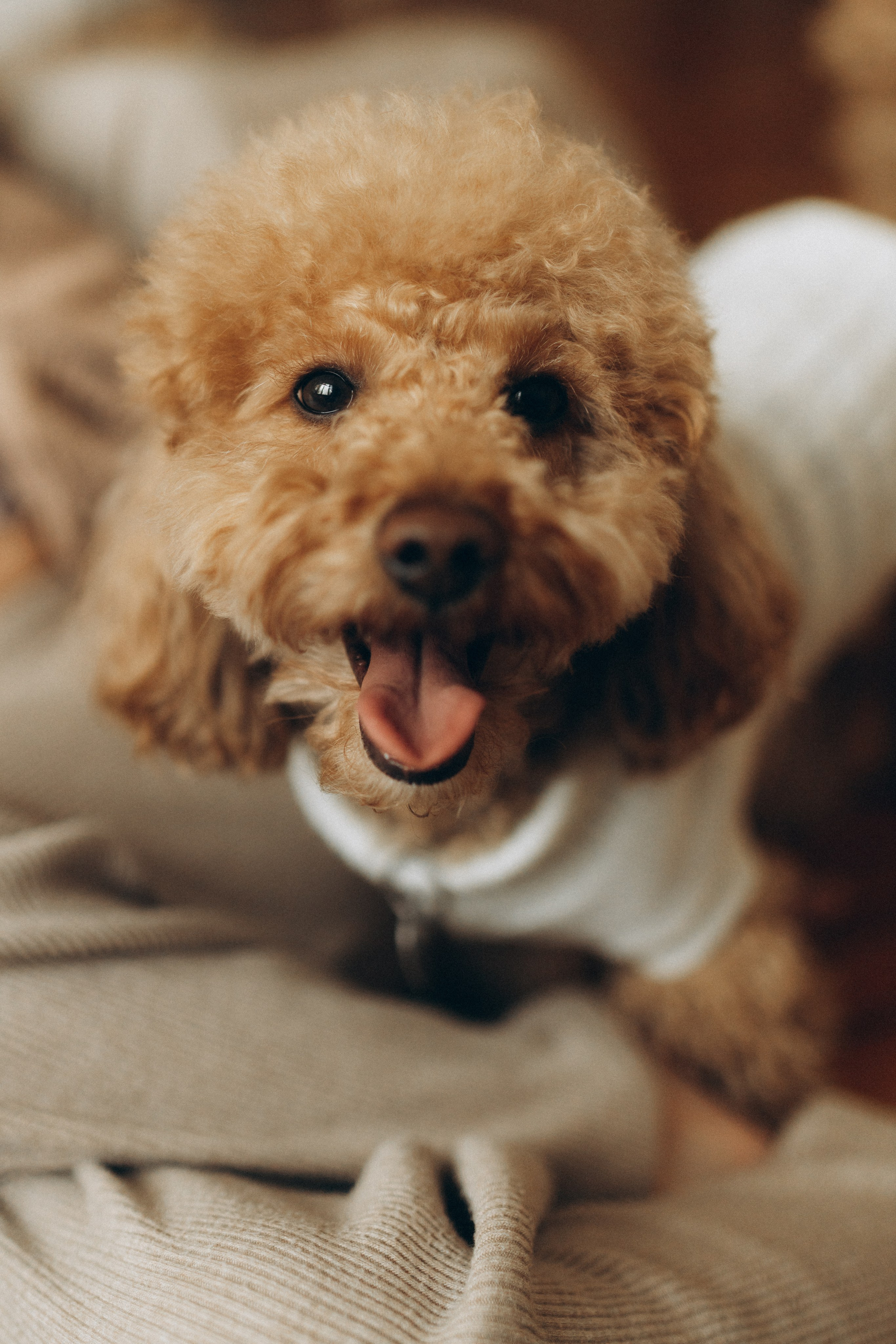 Маша, Ваня & Барни. Фотограф НОГИНСК, Москва, Анастасия Белая