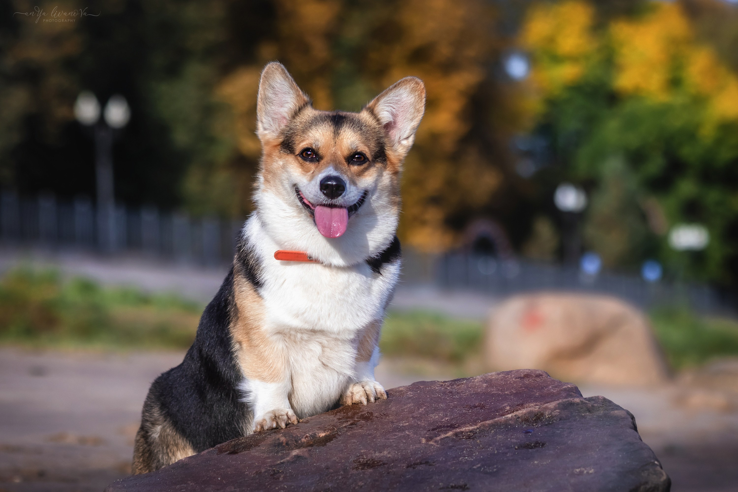 Коржики на Набережной. Фотограф анималист Аня Ливанова | Рыбинск