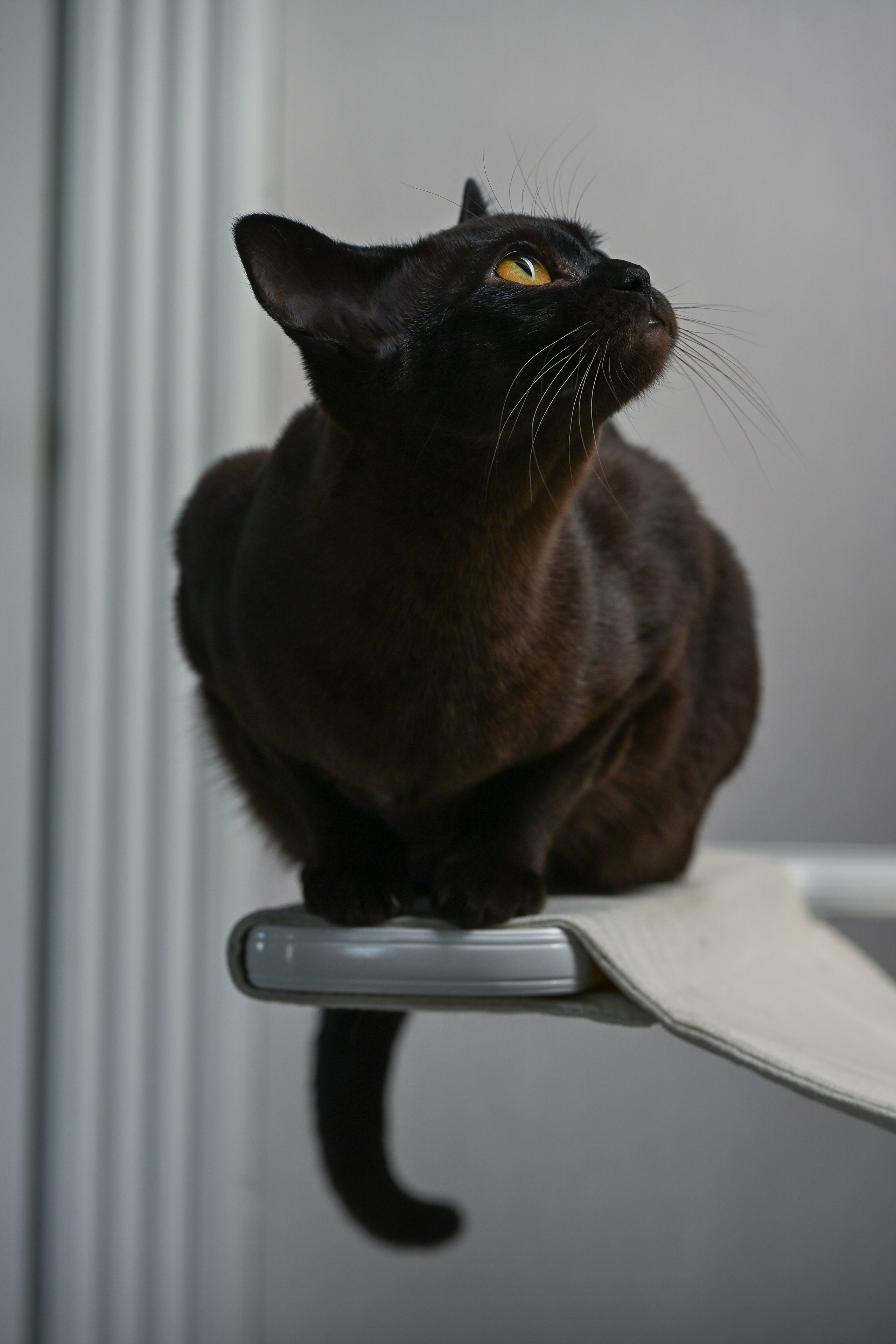 Кошки. Фотограф-анималист в Санкт-Петербурге Анастасия Иванова