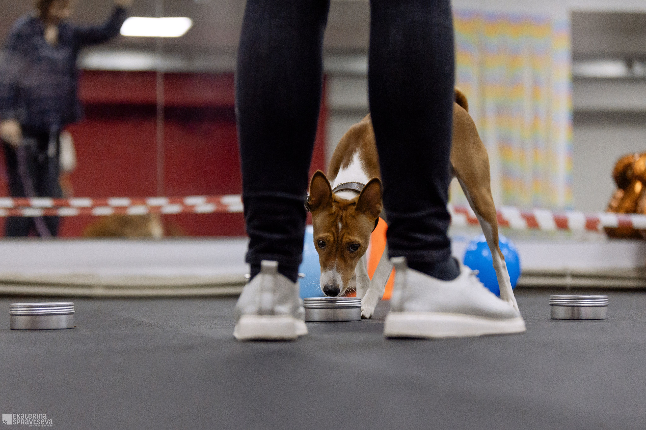 Праздник NoseWork. Фотограф Анималист Екатерина Справцева в Нижнем Новгороде