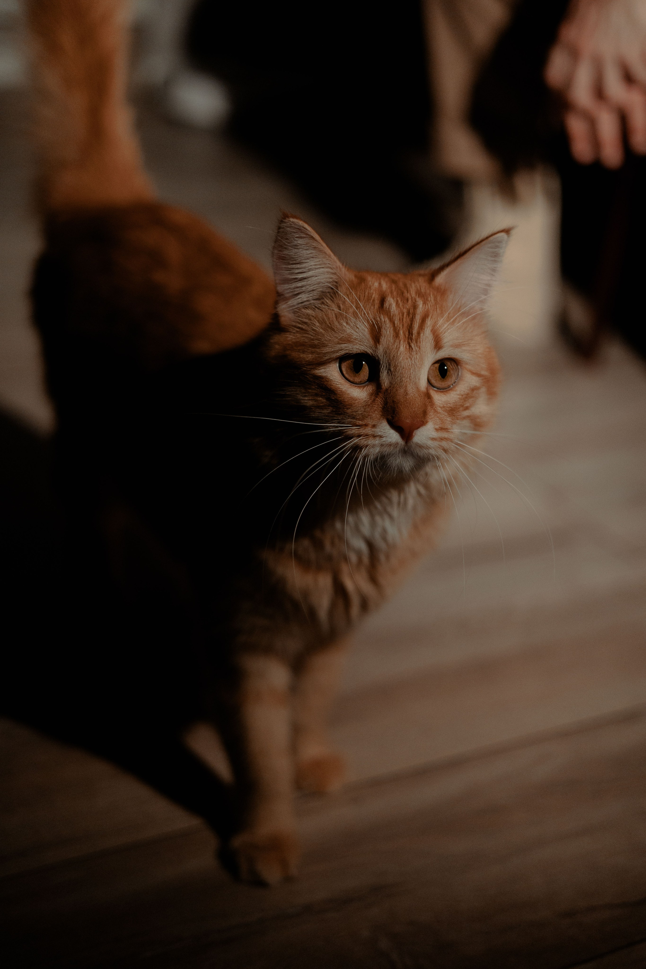 Рыжий Маффин, Алёна и Антон. Фотограф Анималист Екатерина Справцева в Нижнем Новгороде