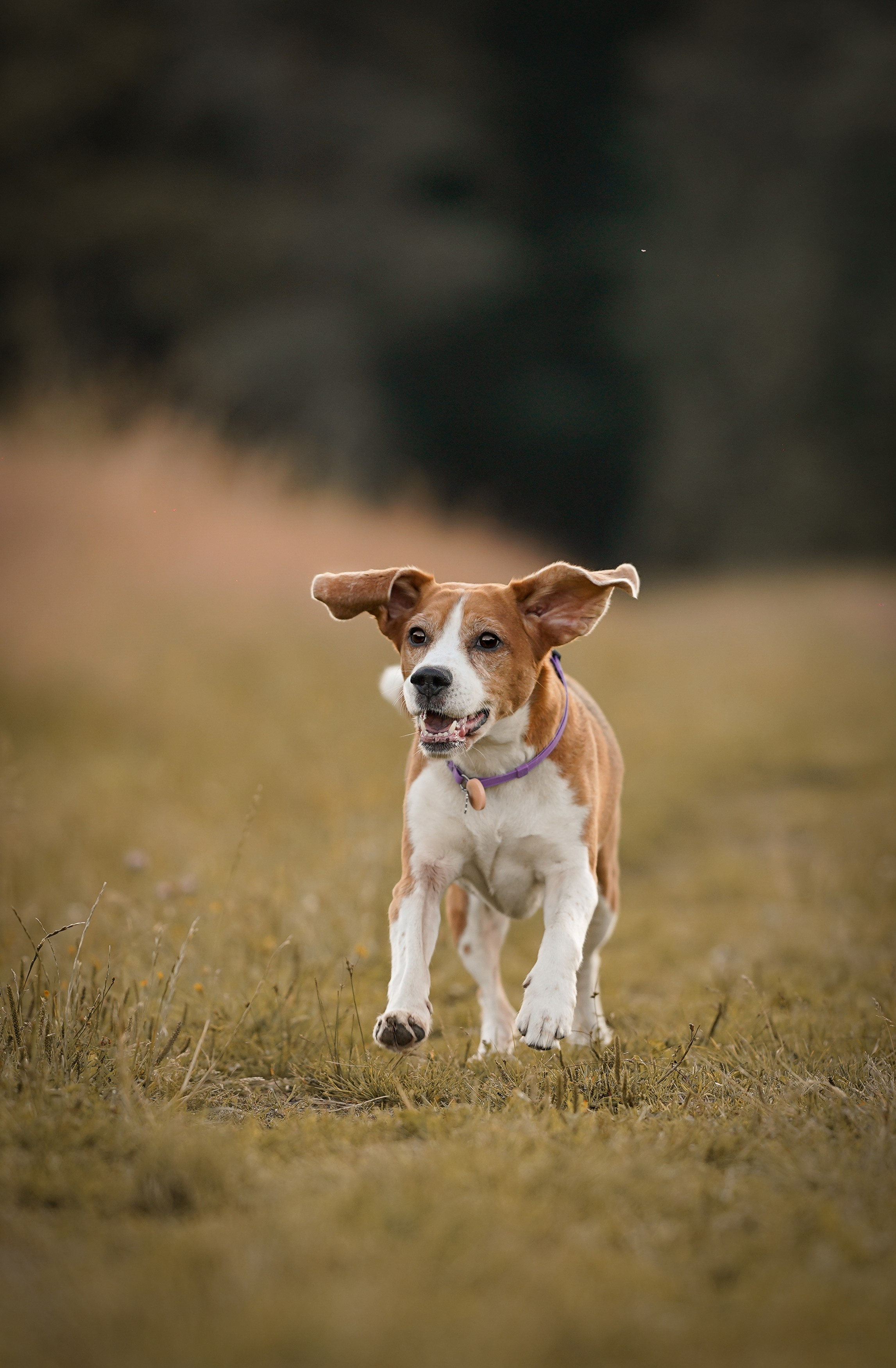 Лера Джон и Диамант. Фотограф-анималист в Санкт-Петербурге Яна Мартынова