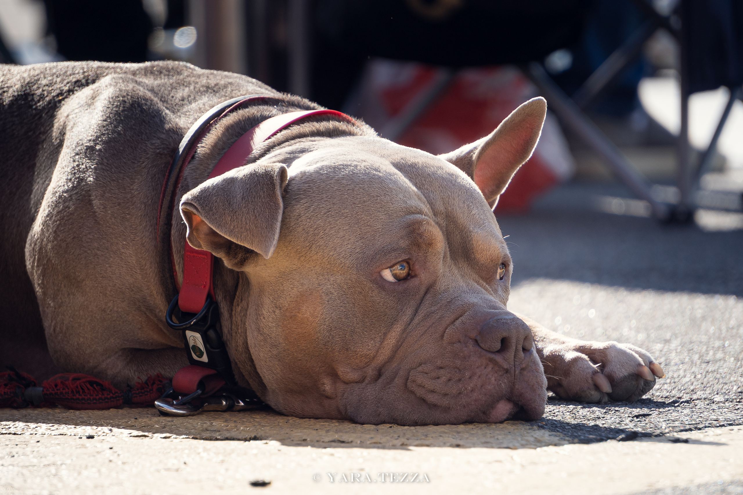DriftExpo MoscowRaceway. Yaratezza production