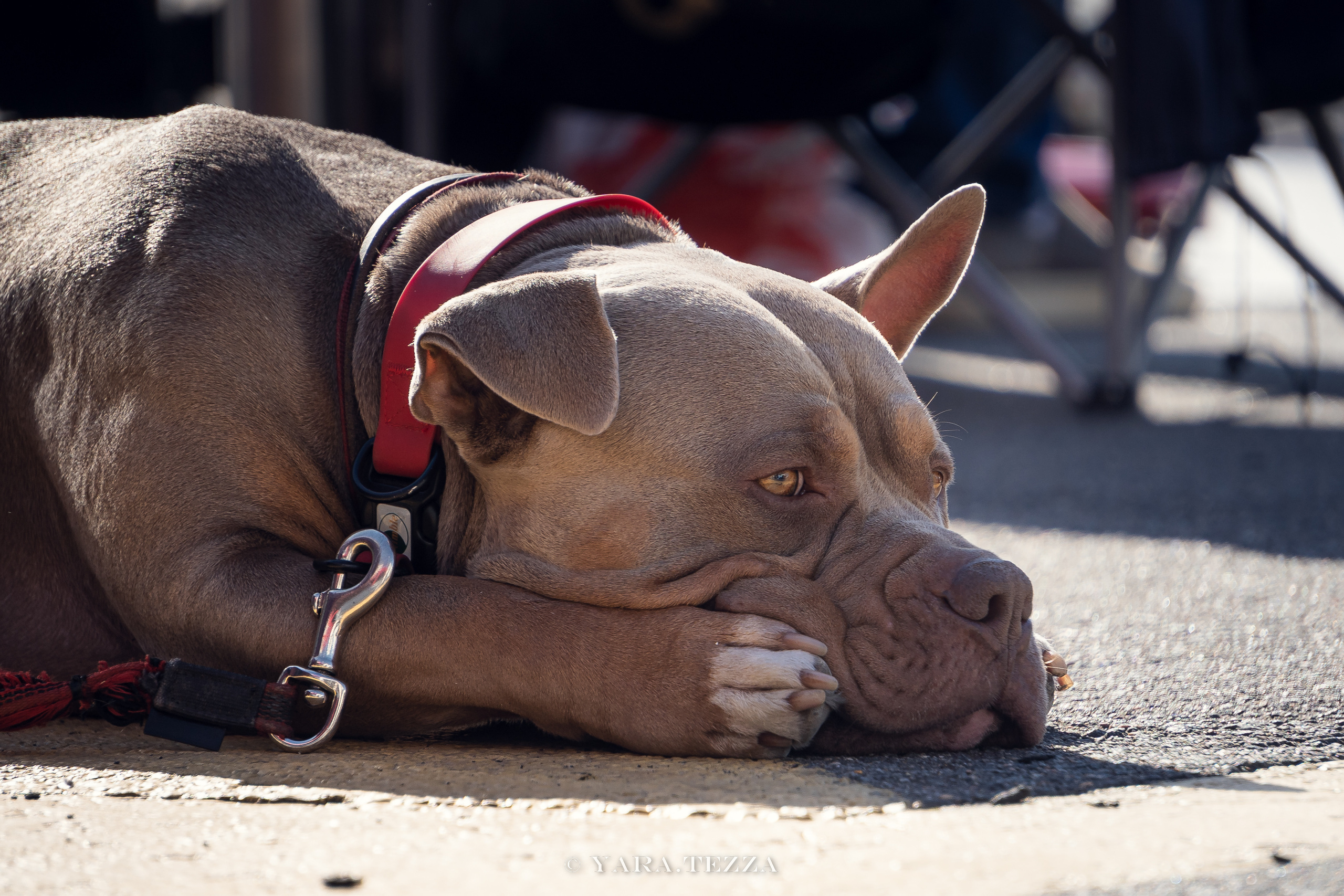 DriftExpo MoscowRaceway. Yaratezza production