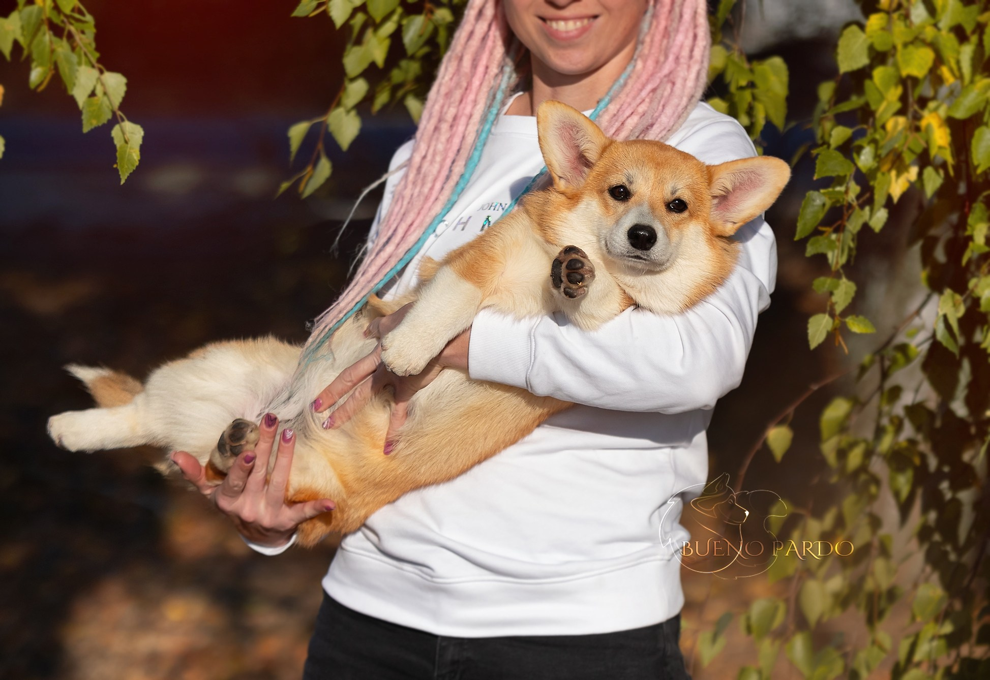 Щенки вельш корги пемброк из питомника. Питомник собак Акита, Хаски, Корги