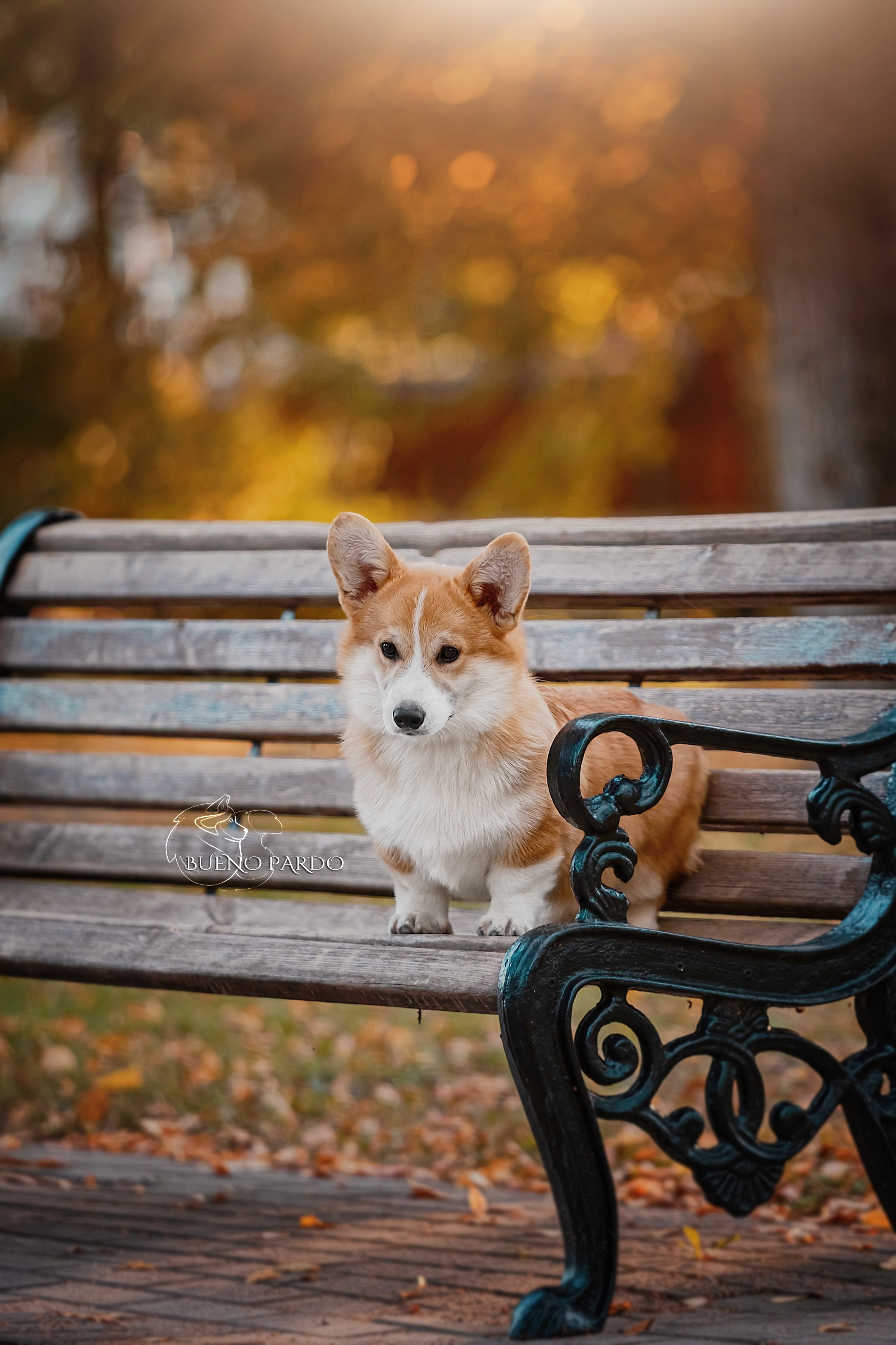 Щенки вельш корги пемброк из питомника. Питомник собак Акита, Хаски, Корги