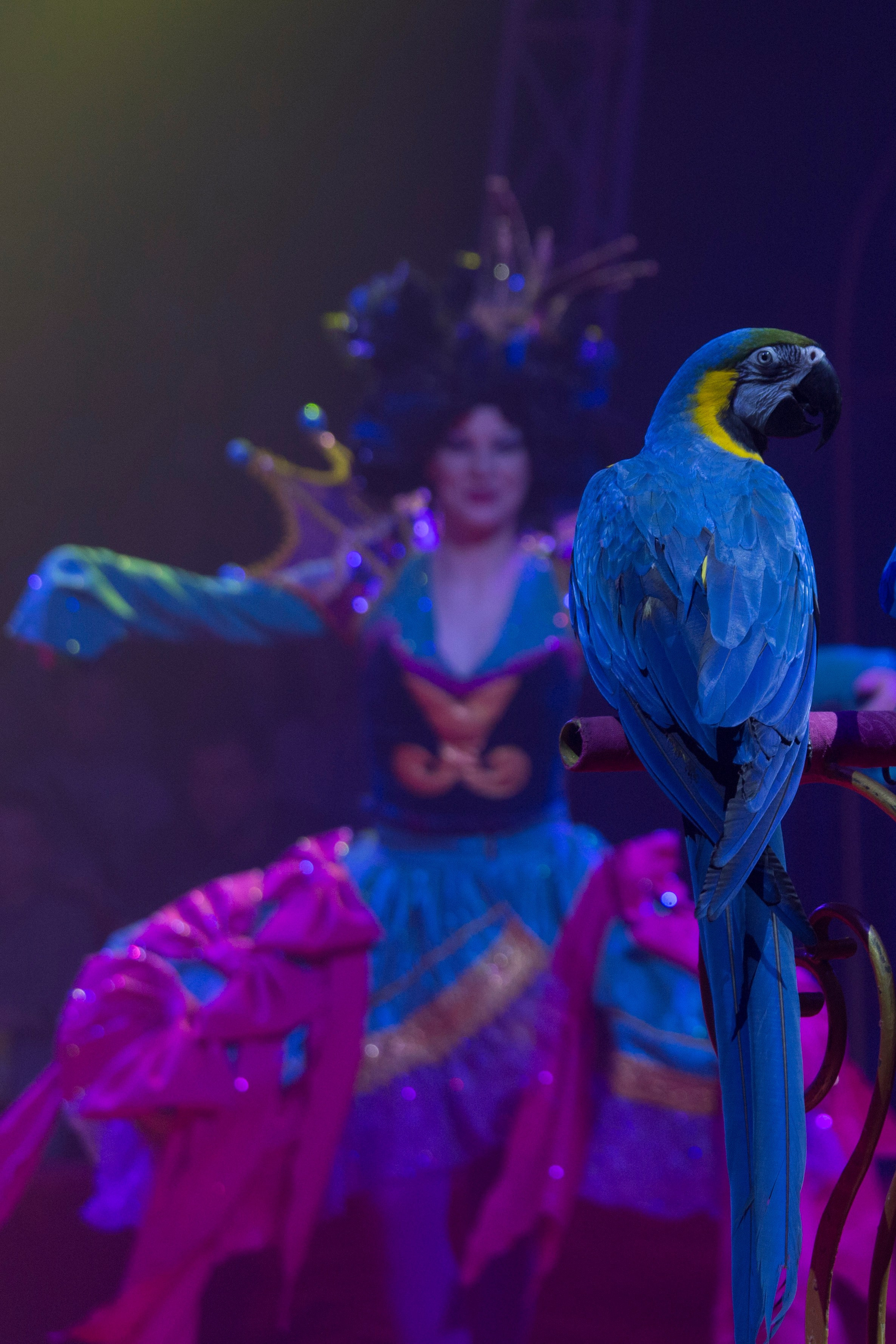 Цирк. Фотограф Анна Барне