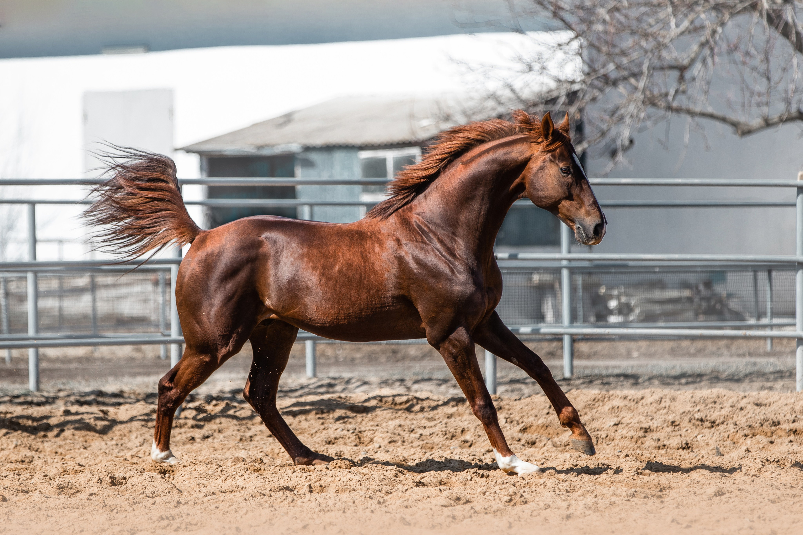 В движении. Фотограф-анималист Ксендзова Кристина