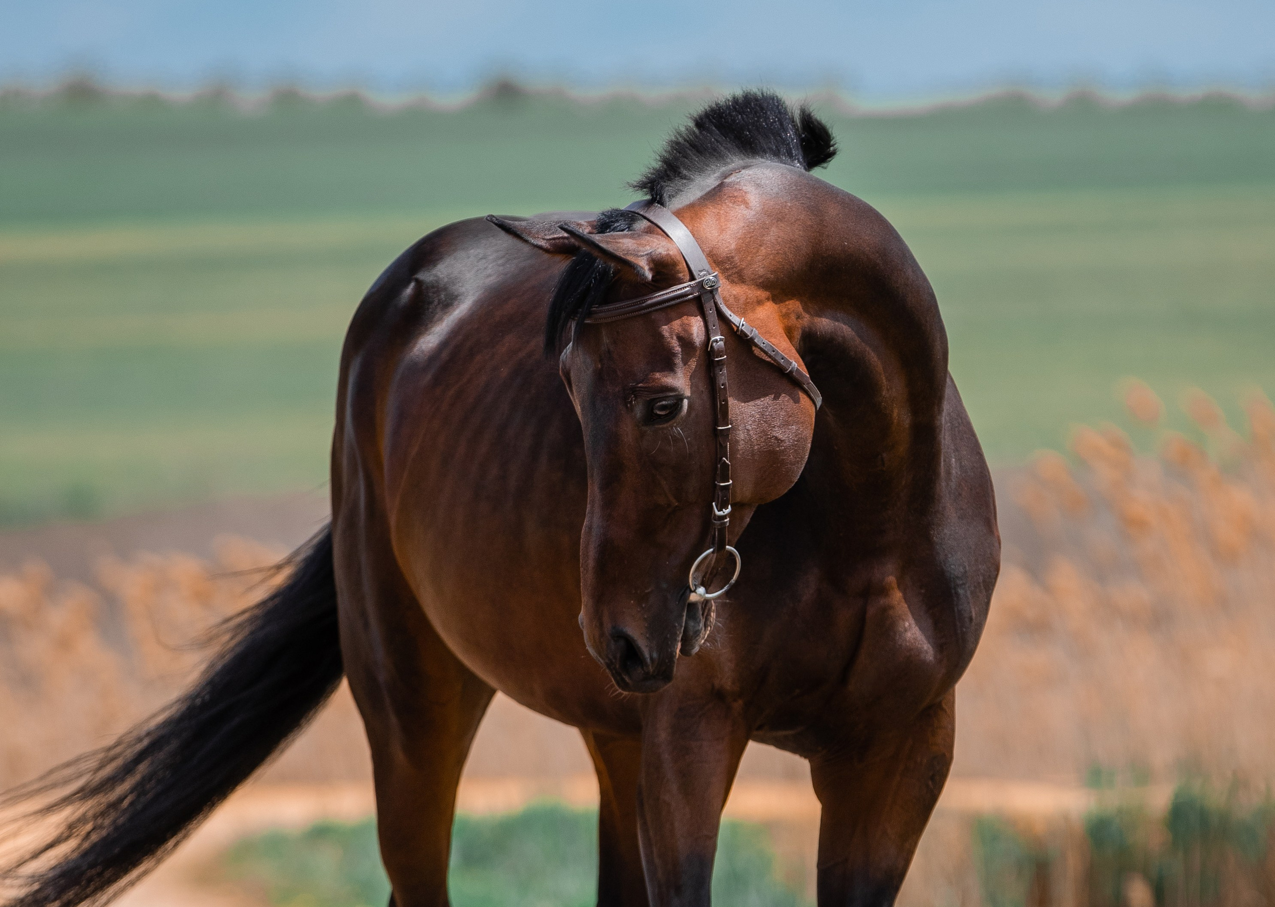 На природе. Фотограф-анималист Ксендзова Кристина