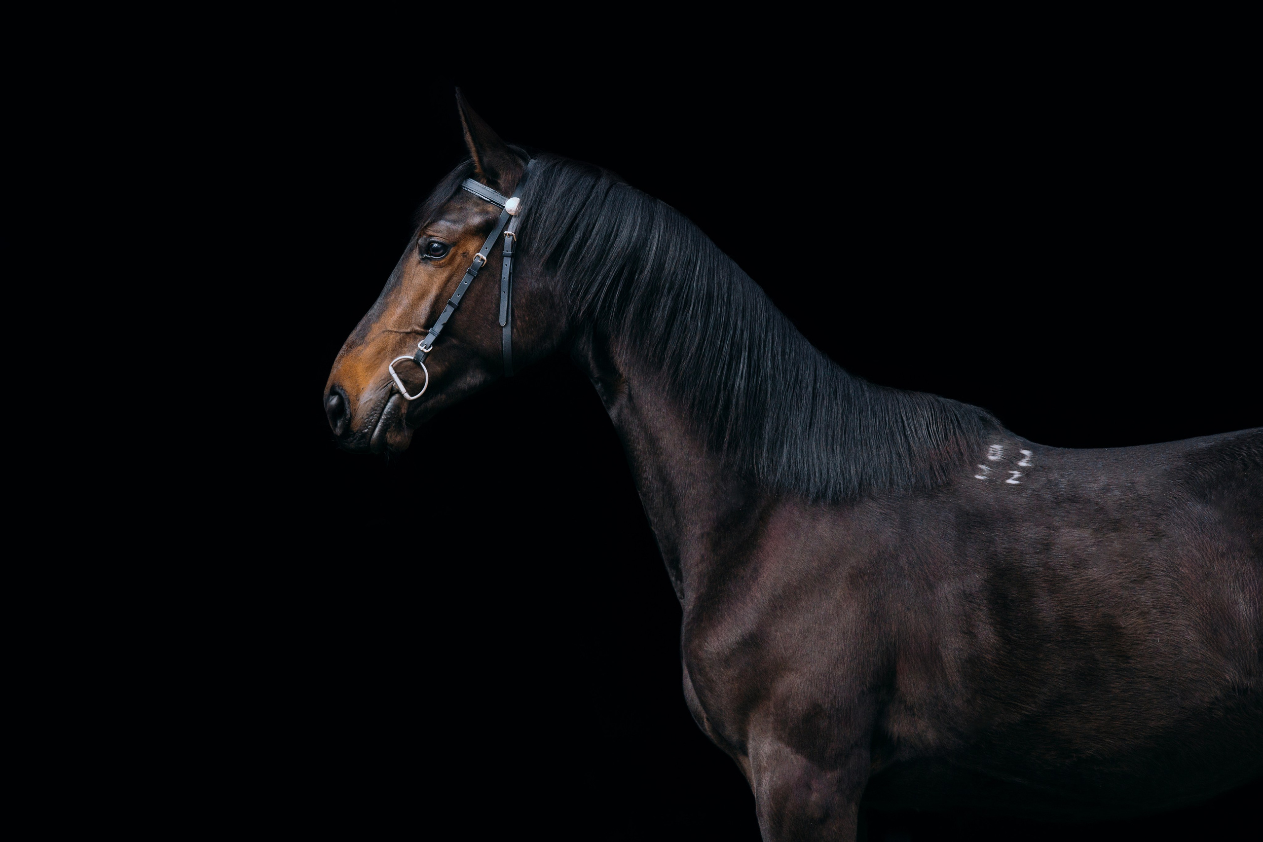 На черном фоне. Фотограф-анималист Ксендзова Кристина