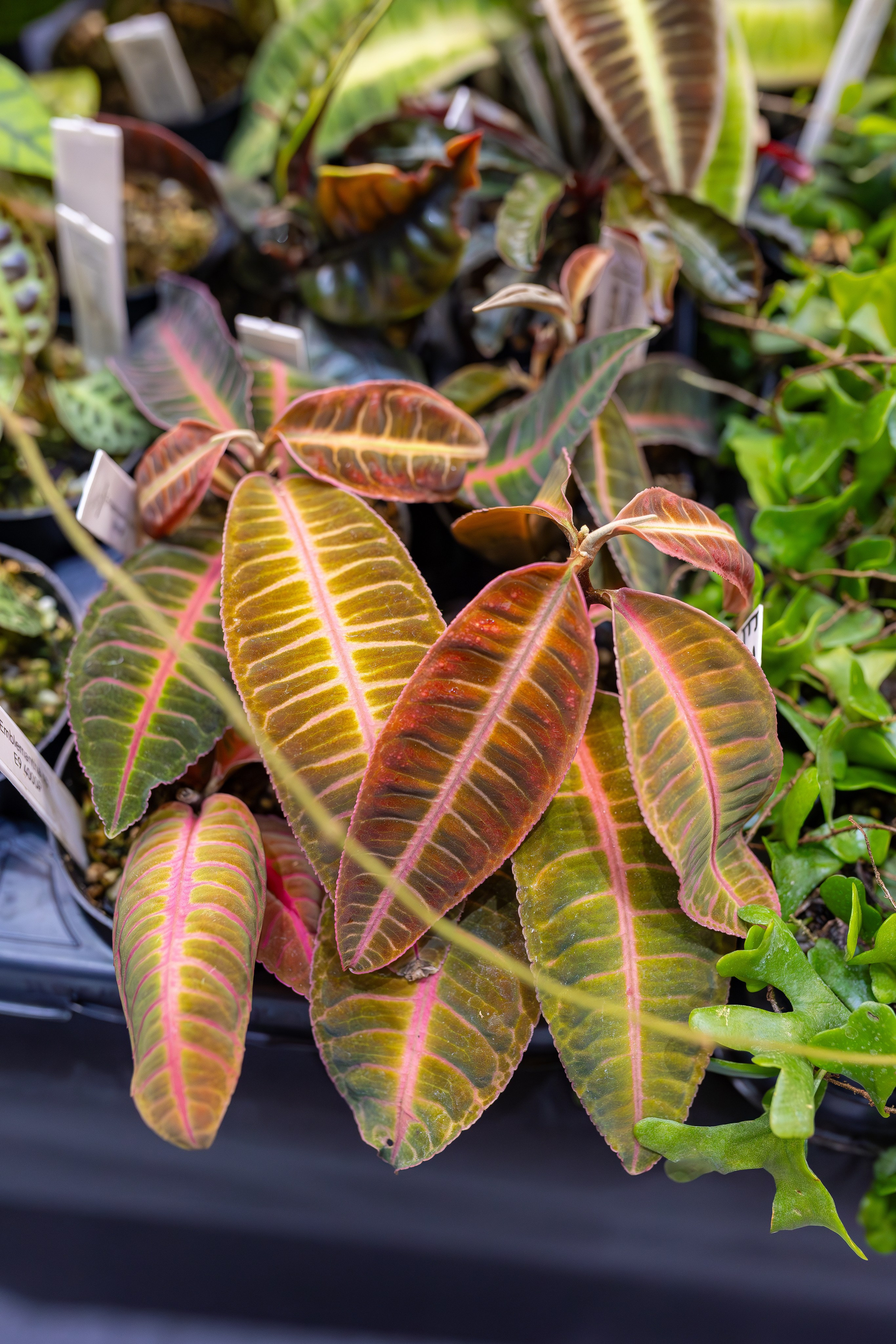 Орхидиум 12.2025. Александра Куликова фотограф, Москва