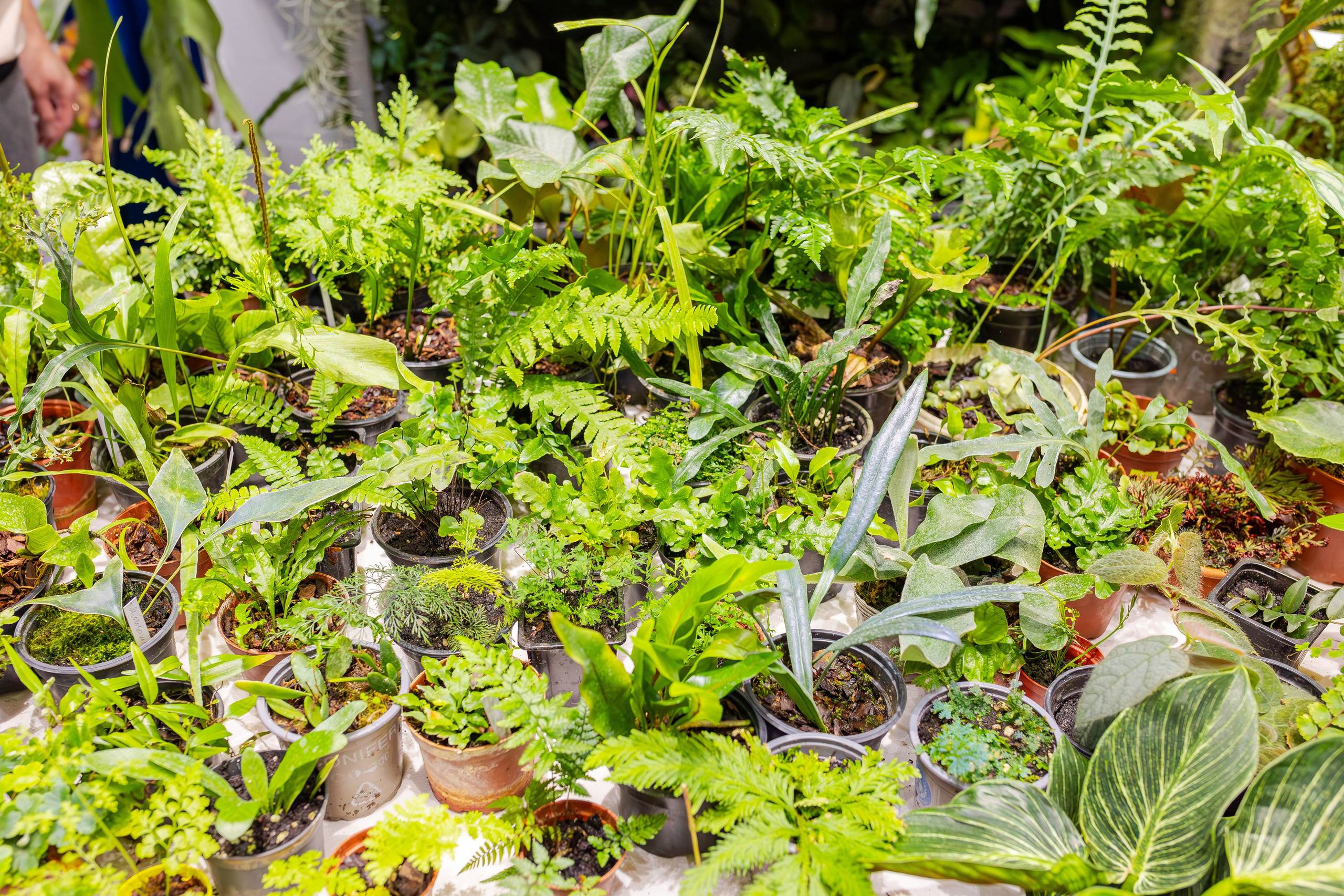 Орхидиум сентябрь 2025. Александра Куликова фотограф, Москва