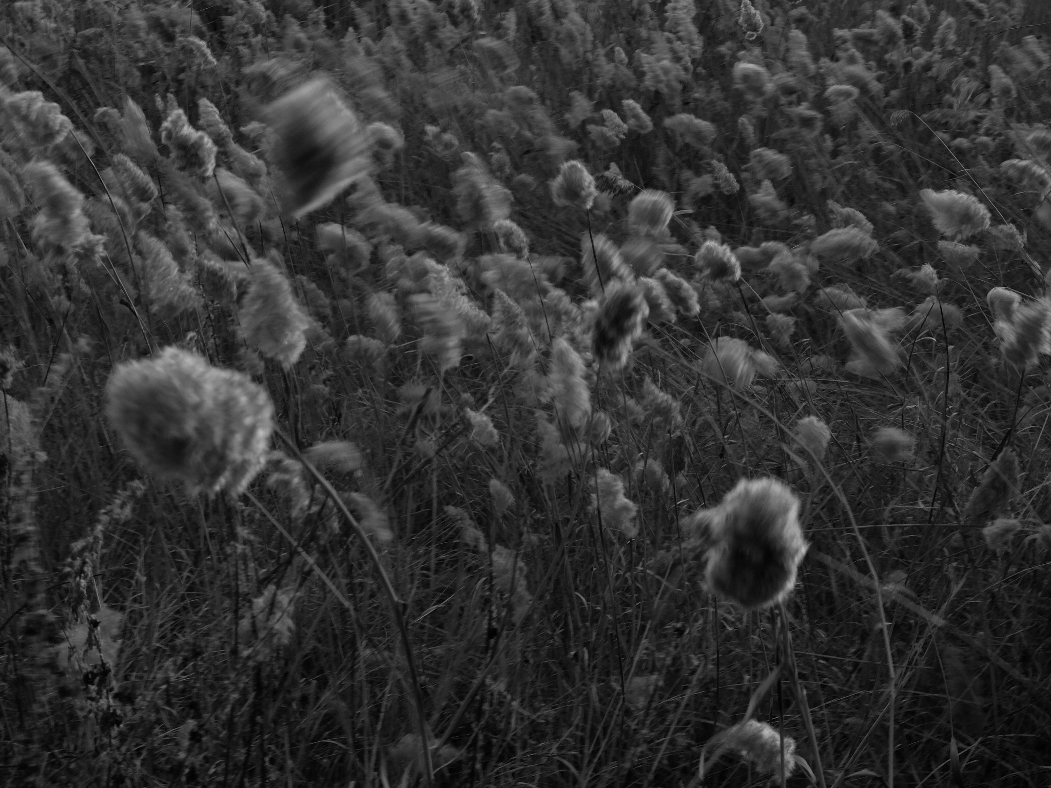 Внутривенные сны (2018-2023)