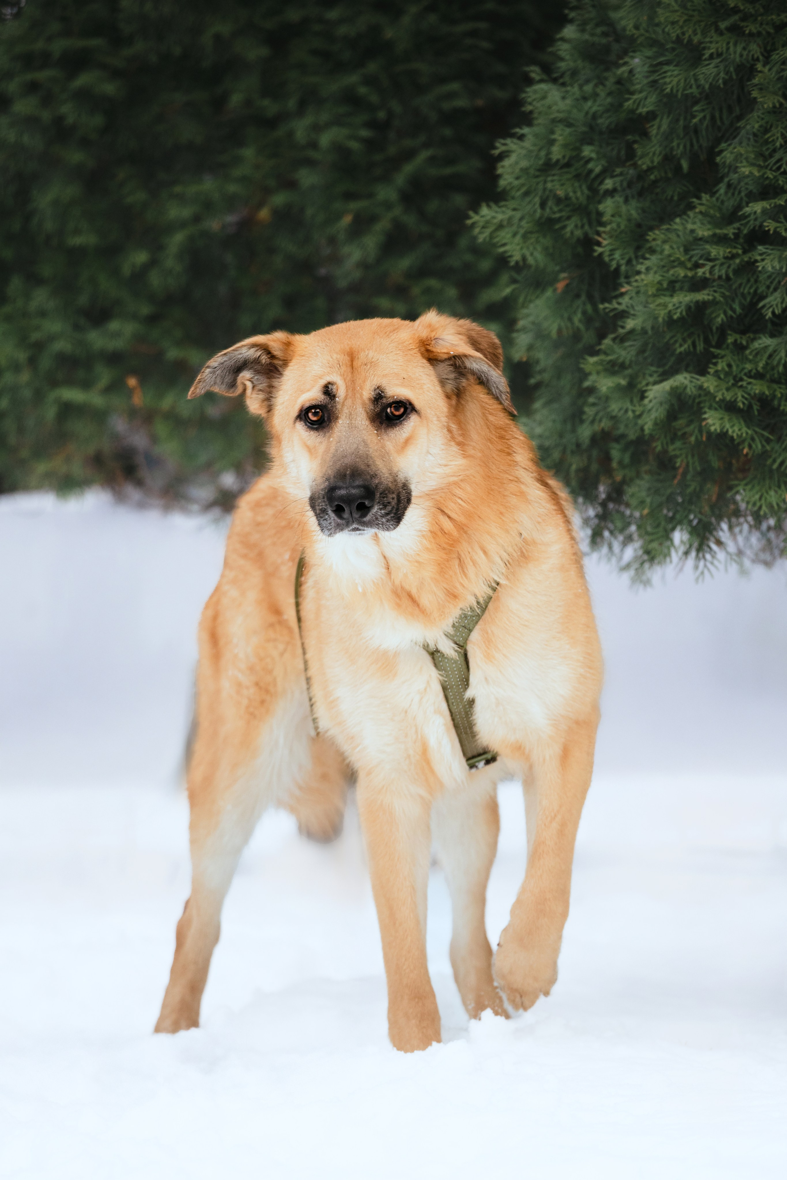 Собаки из приюта Дубовая роща зима. Фотограф-анималист Татьяна Степанова