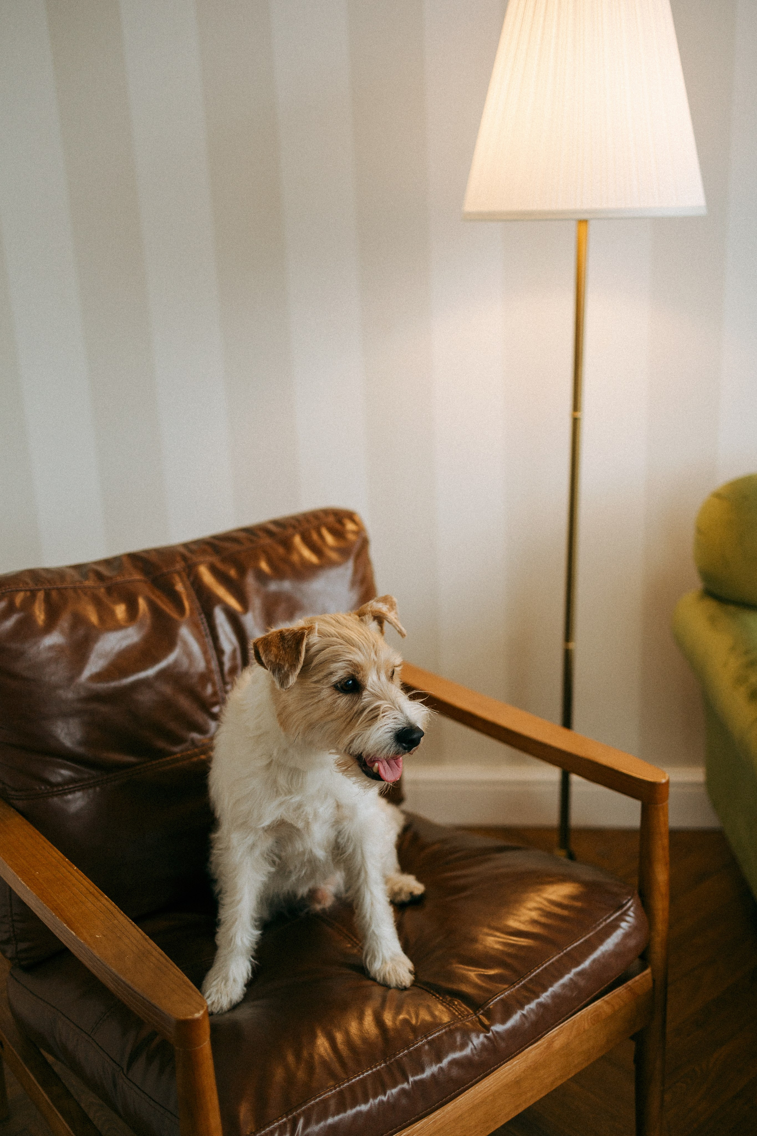 Цунами, Теон и Женя. Фотограф анималист Анастасия Пикей