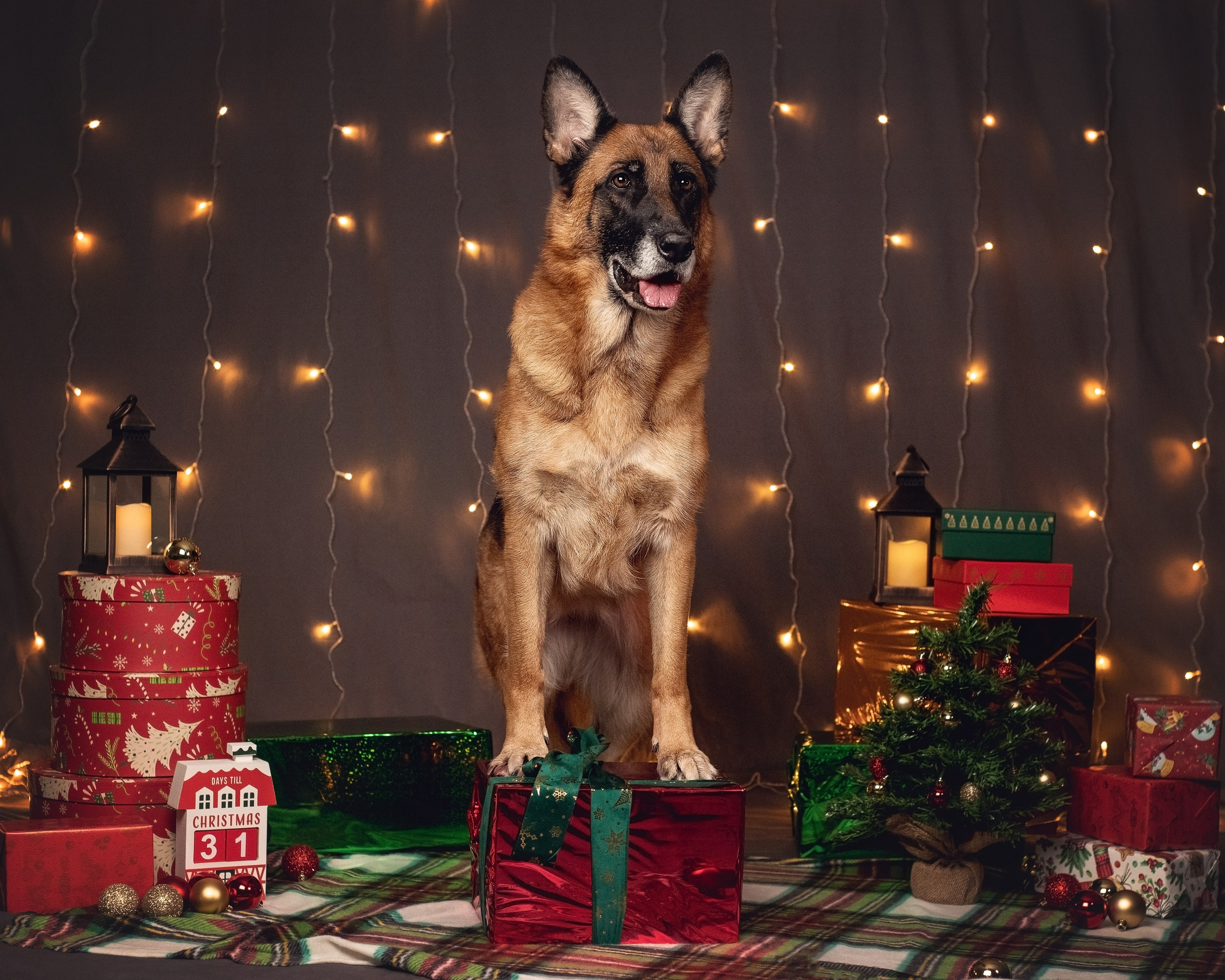 Новогодний. YULA KOLESOVA | Фотограф — Анималист | Художник | Тюмень