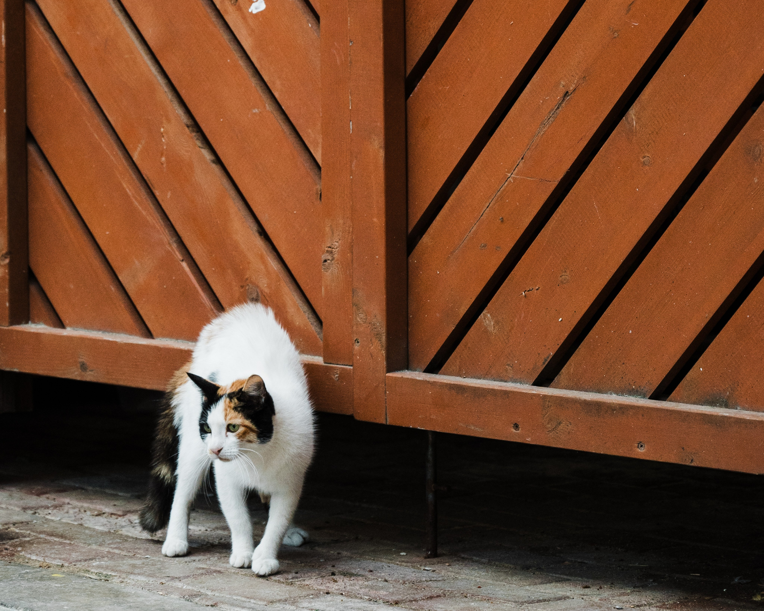 Фотосессия Красная Поляна. Свадебный и семейный фотограф в Краснодаре Марина Стёпа