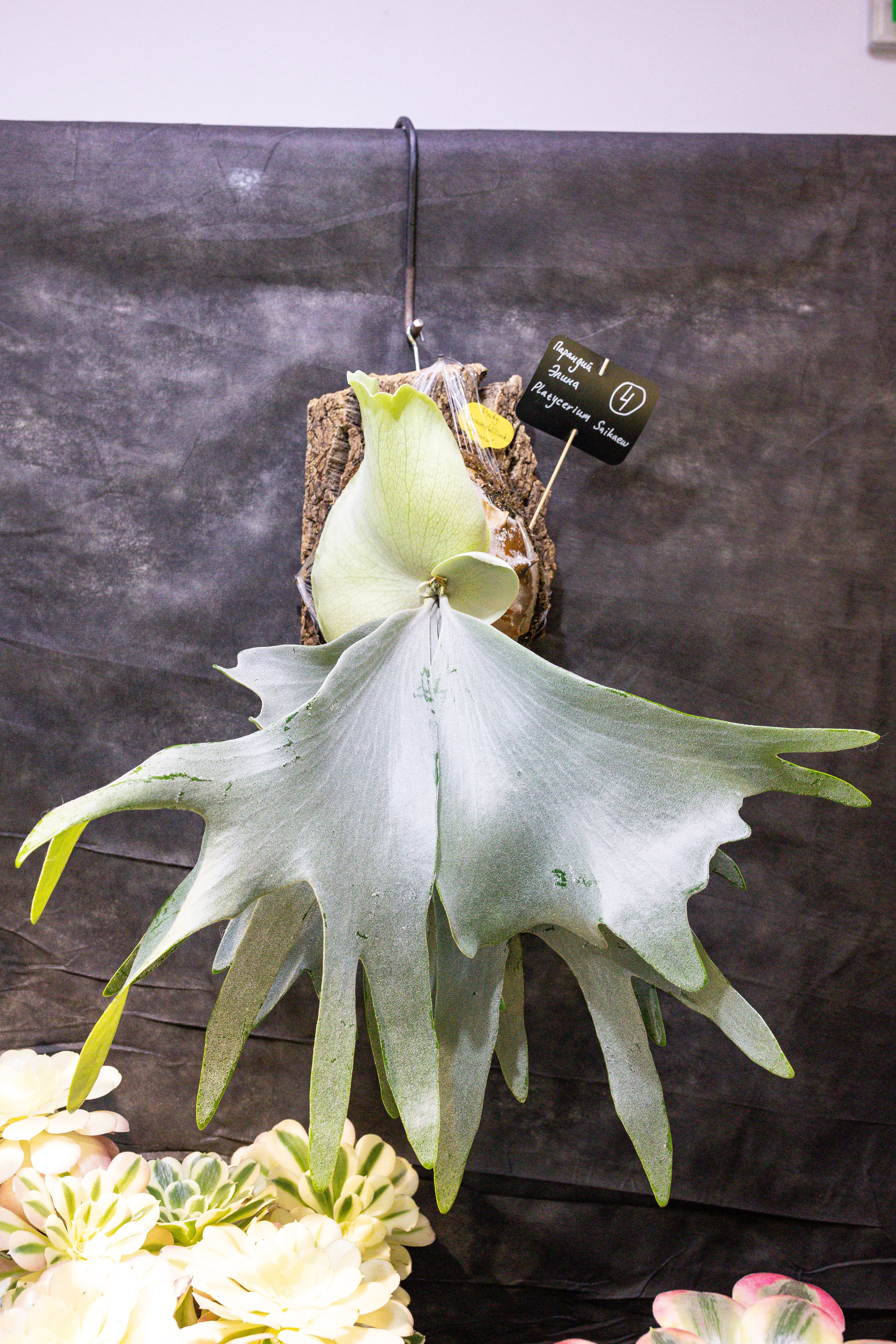 Монстериум 11–12 октября. Александра Куликова фотограф, Москва