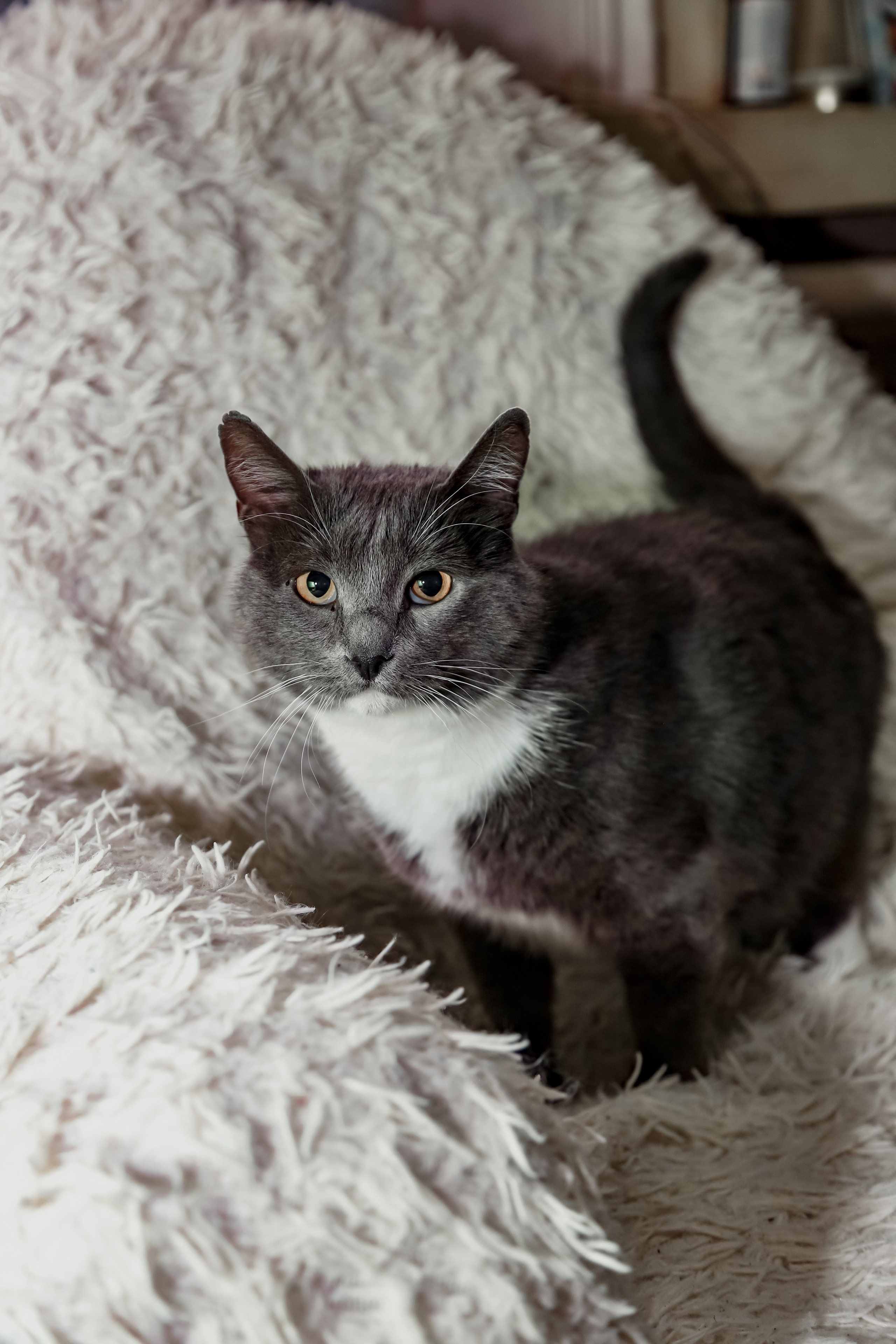 Приют Кошкин Дом Филимоша. Ваш фотограф в Оренбурге Рощупкина Екатерина