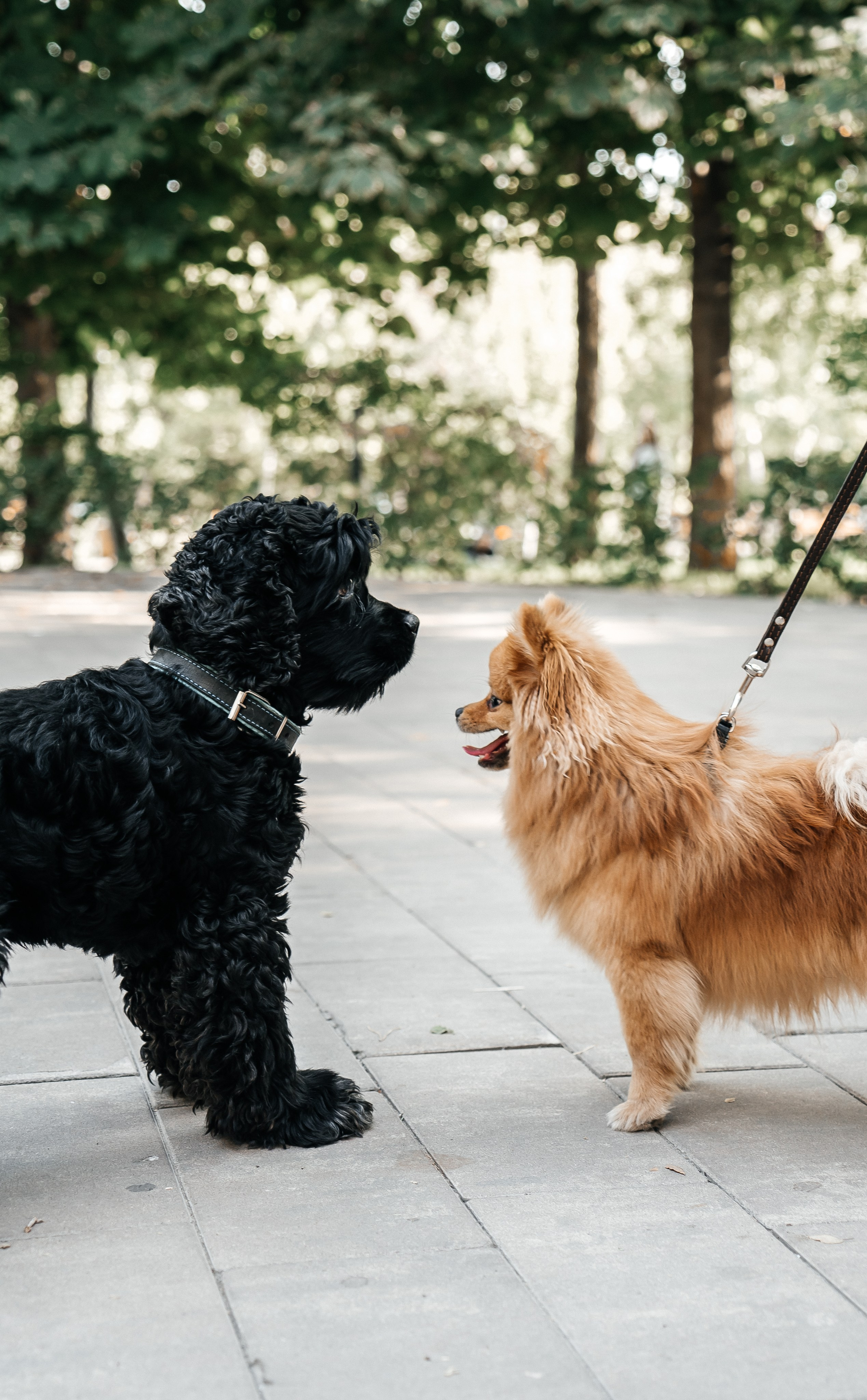 Yana and Percy. Фотограф Волгоград