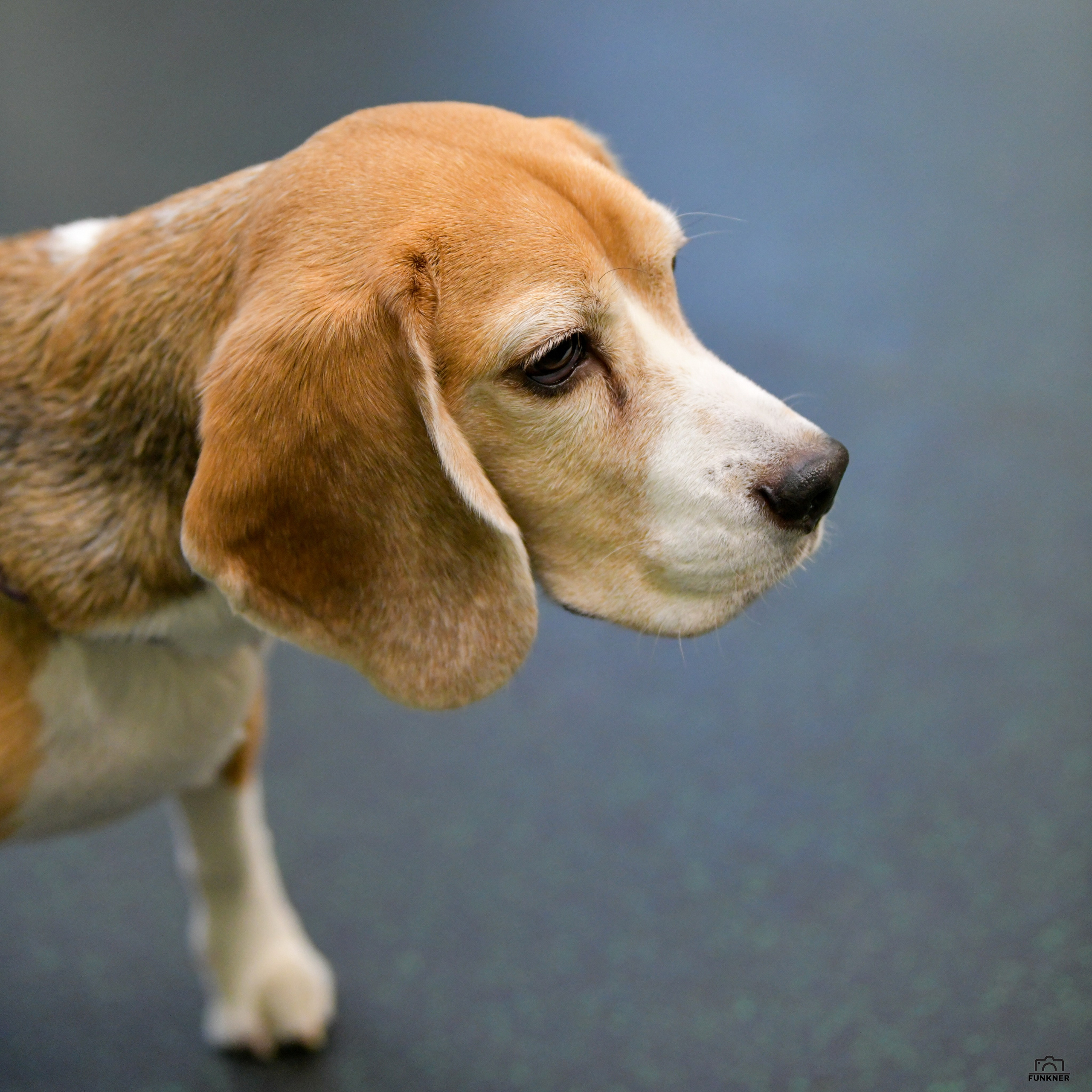 Кинологический клуб «Бодрый хвост». Свой взгляд через объектив