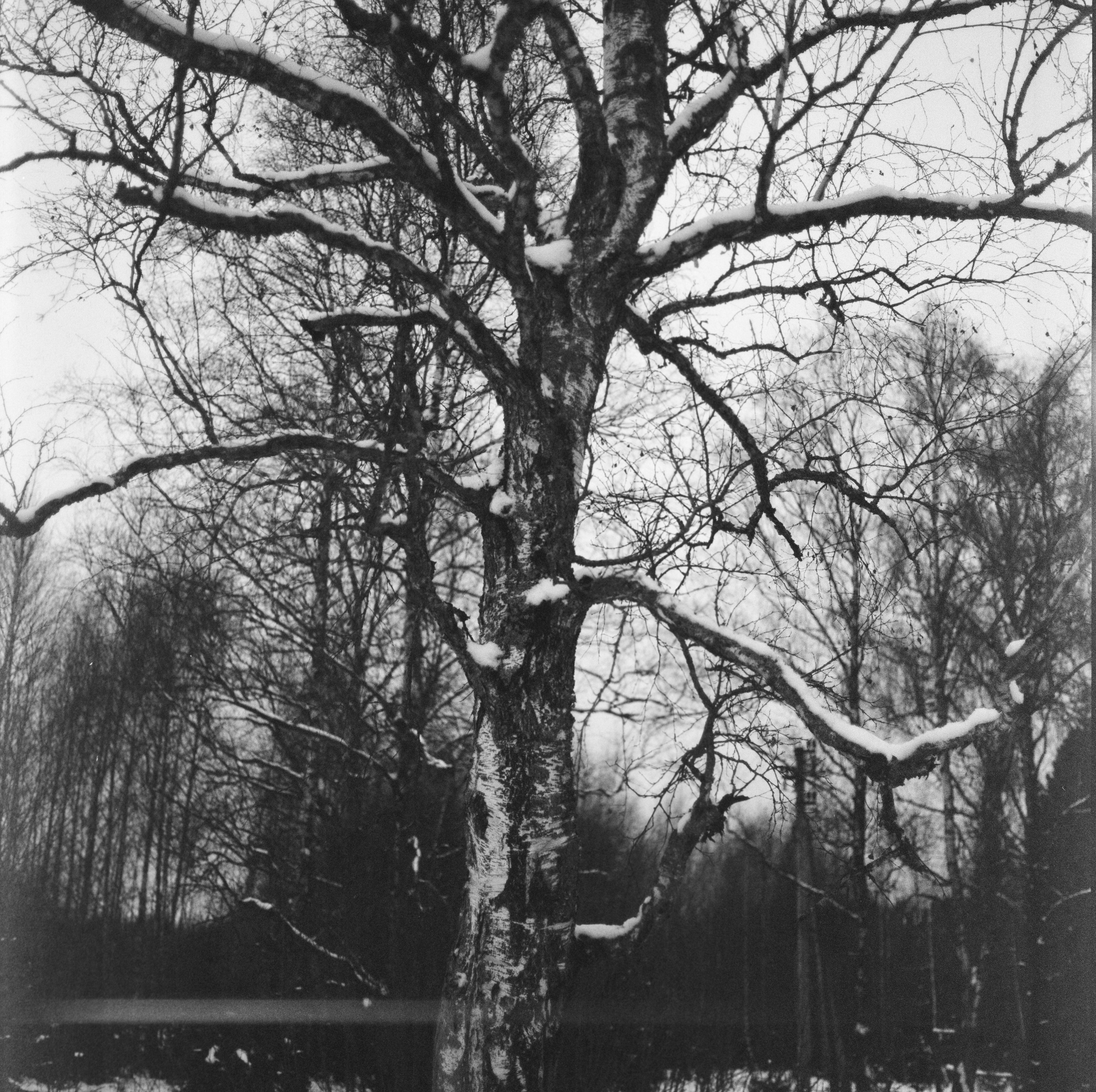 Kowa Super 66 — Kowa 85 mm f/2.8 / SFL Double-X Aerographic 400 (Kodak 2405)