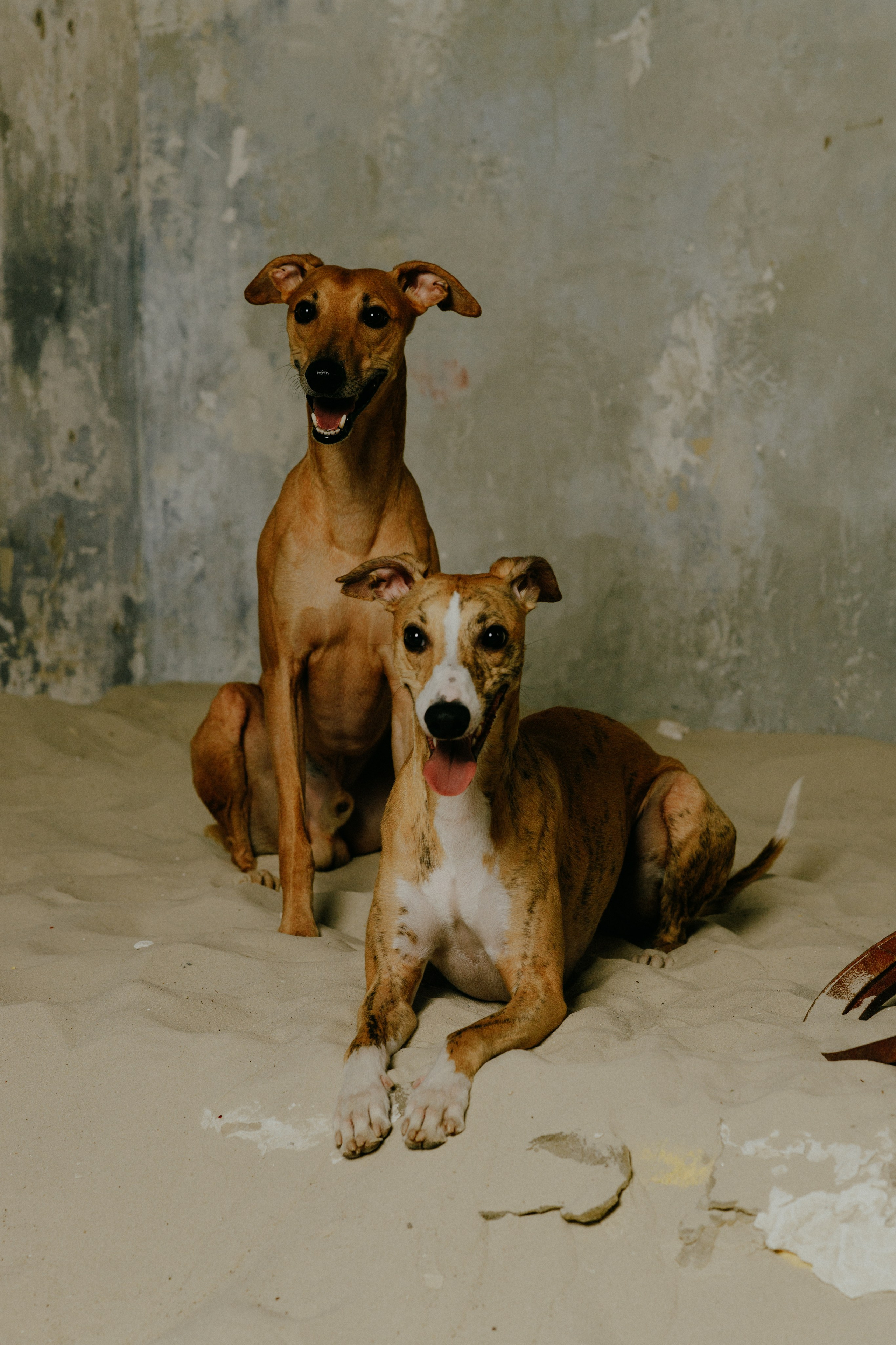 Рислинг и Асти. Анна Самохина. Фотограф. Москва