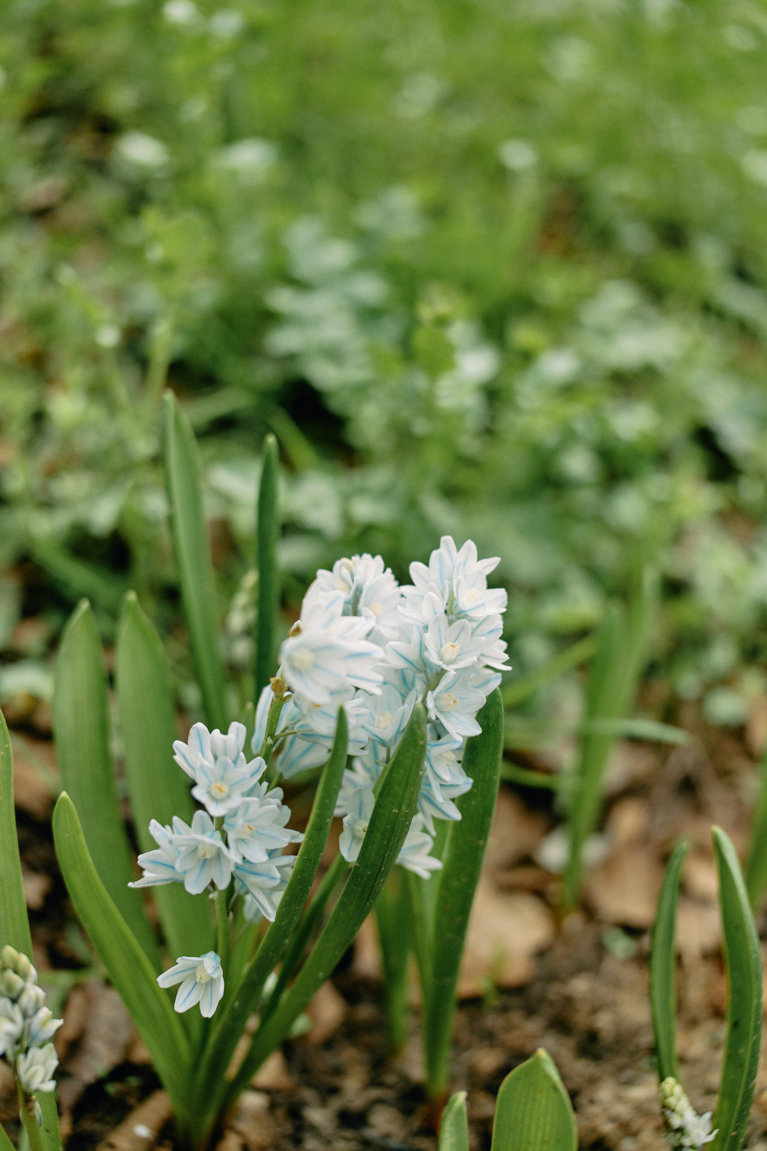 Бутик-отель Поле летом. Профессиональный Фотограф во Владимире, в Москве и в Суздале — Полина Романычева
