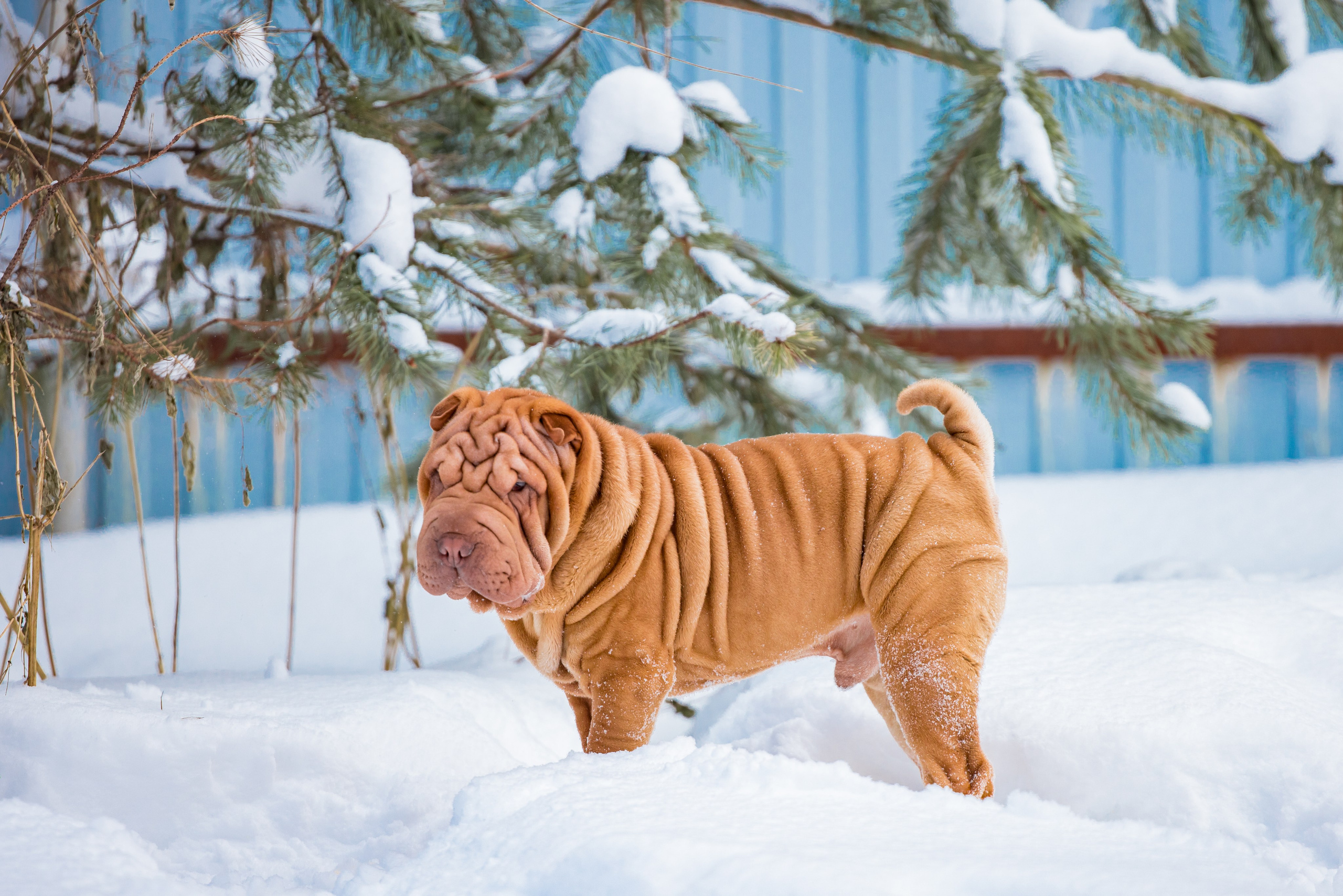 В гостях у шарпеев 16.01.2024. Фотограф-анималист Юлия Германика
