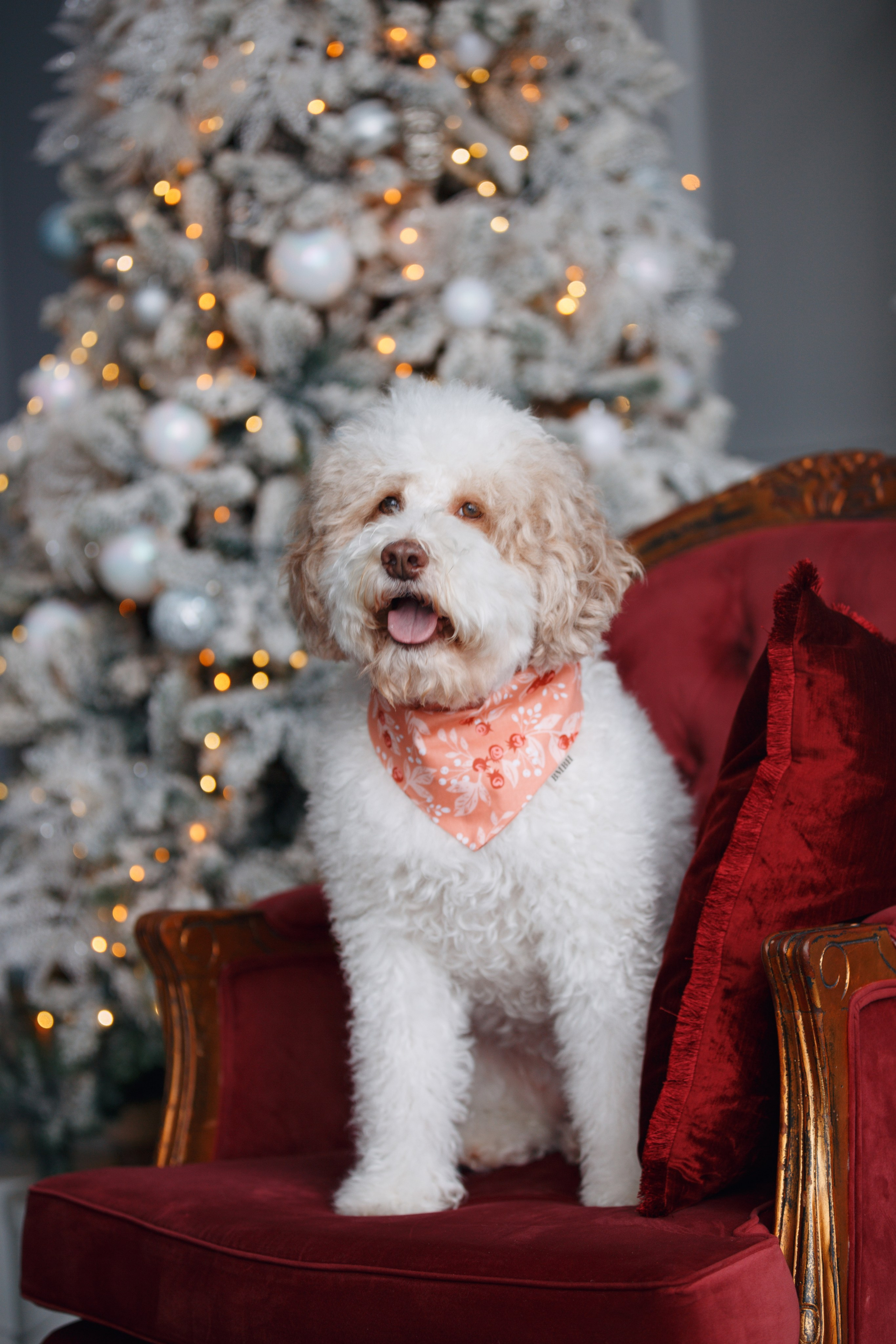 Bmbh лежанки и адресники. Фотограф анималист Кристина Карпова, Москва